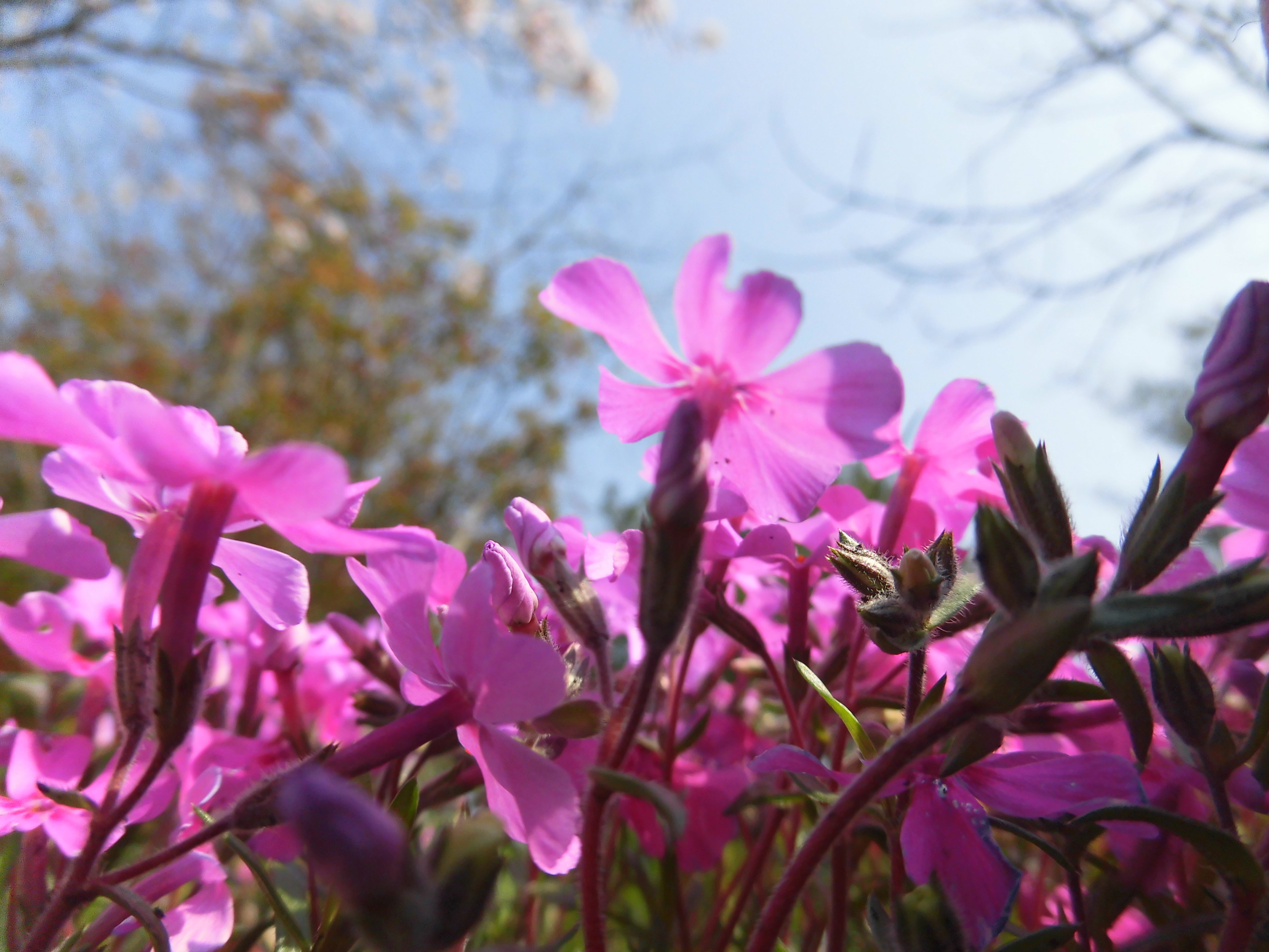 青空と紫の花
