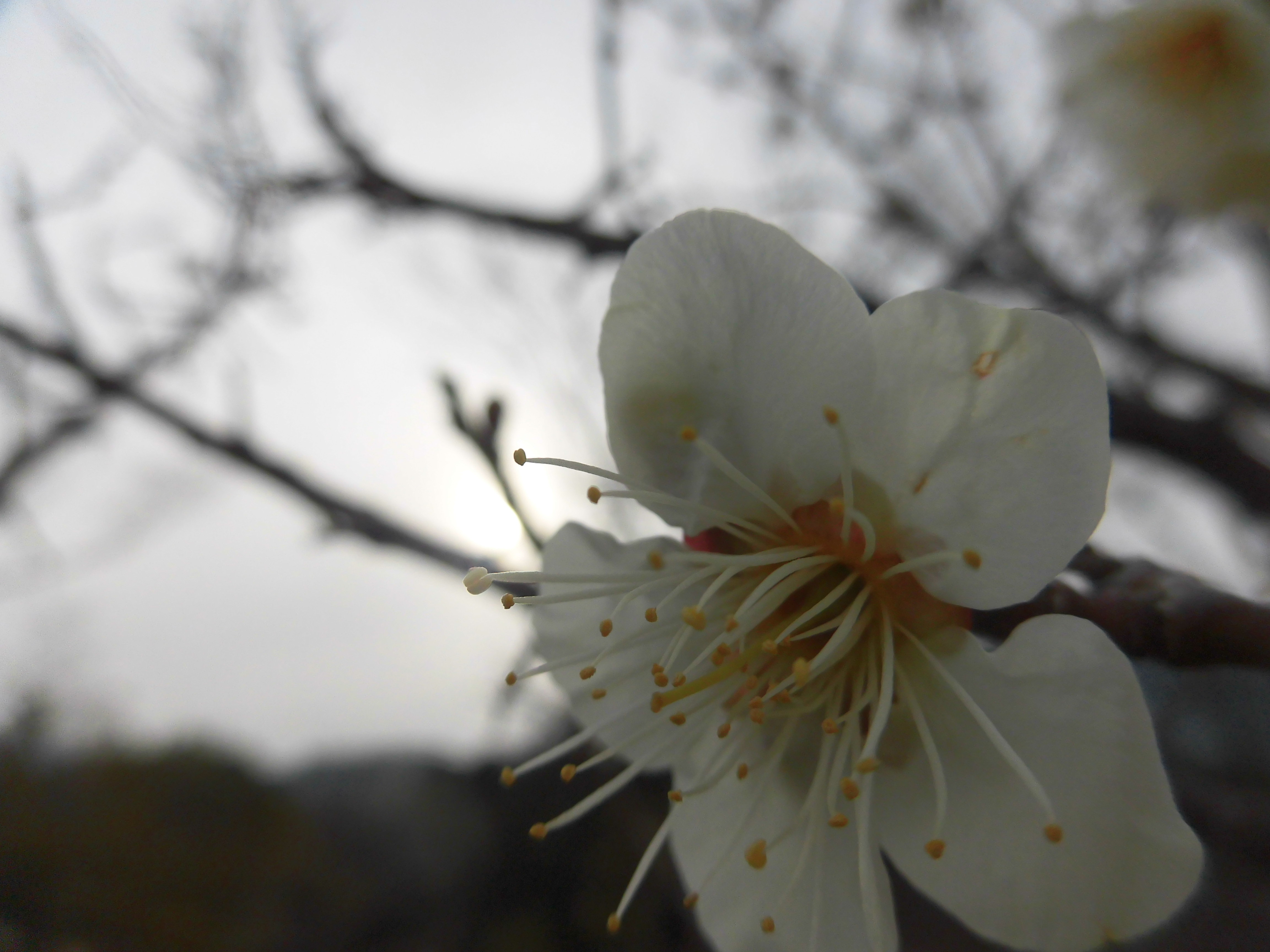 朝桜