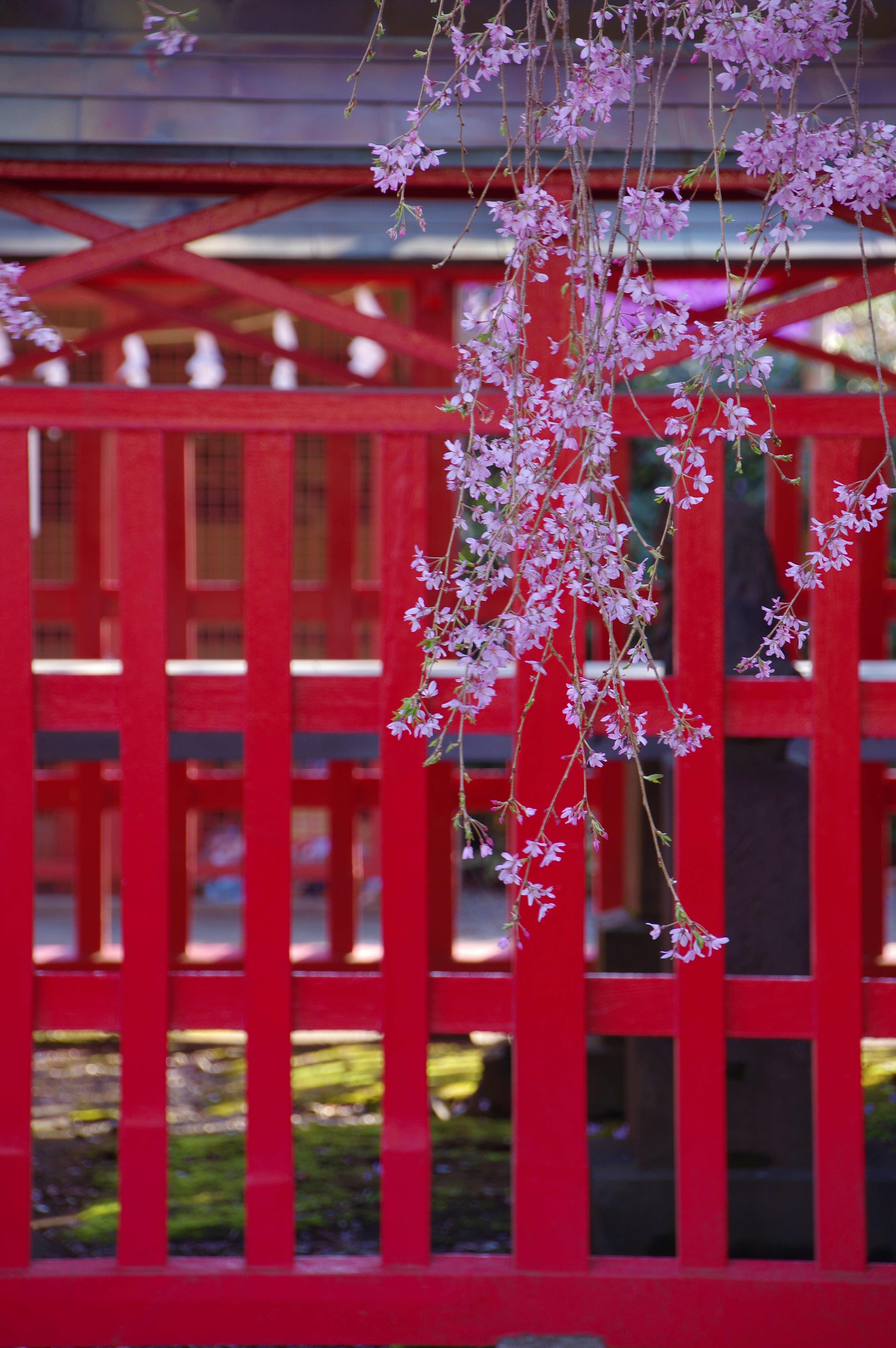 『花姫』
