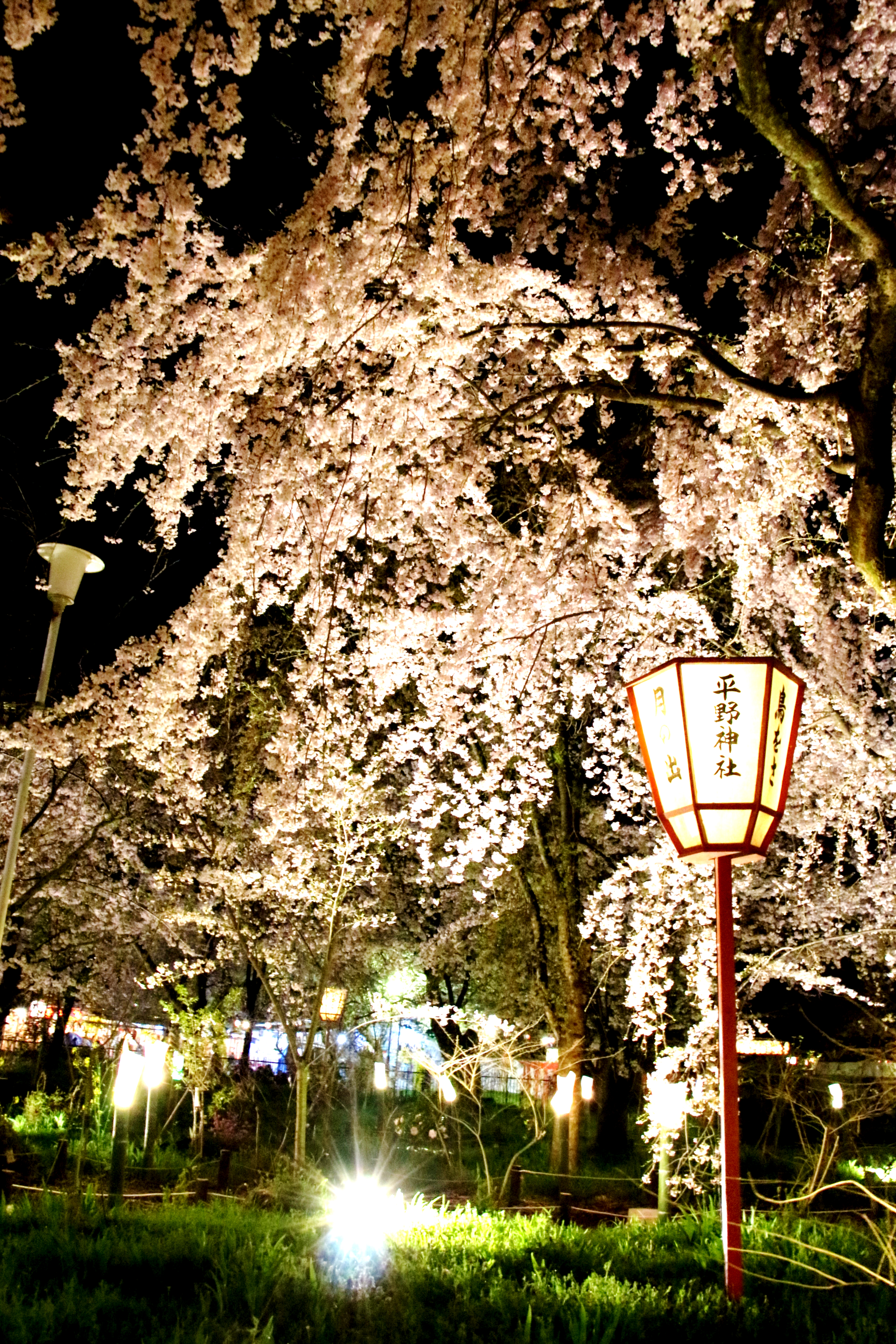 朧月夜が輝く夜に・・・