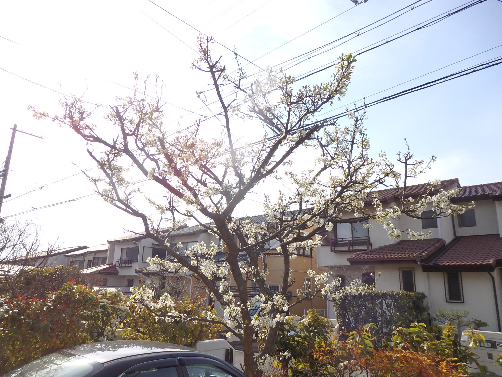 華開く・プラム