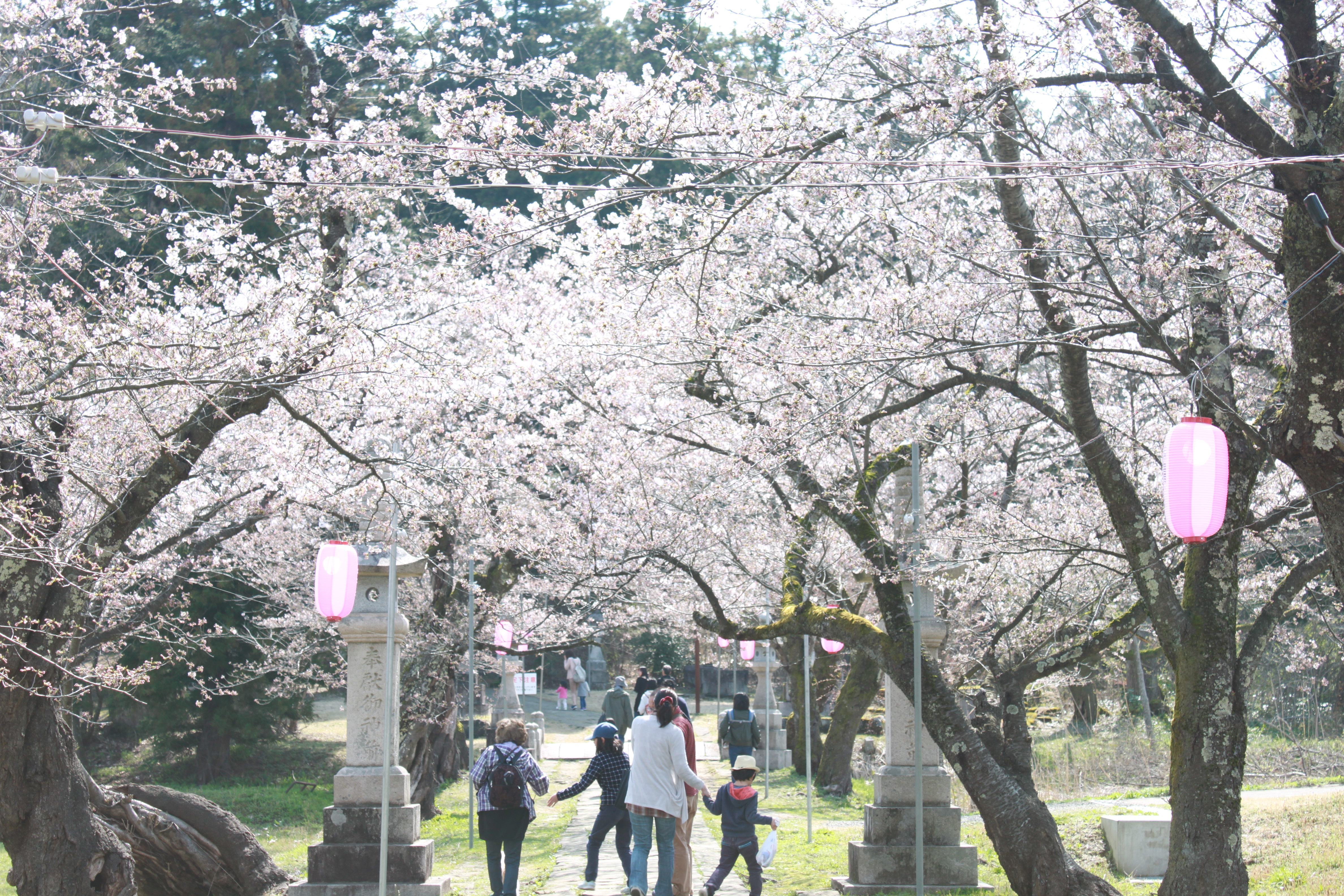 桜が歓迎