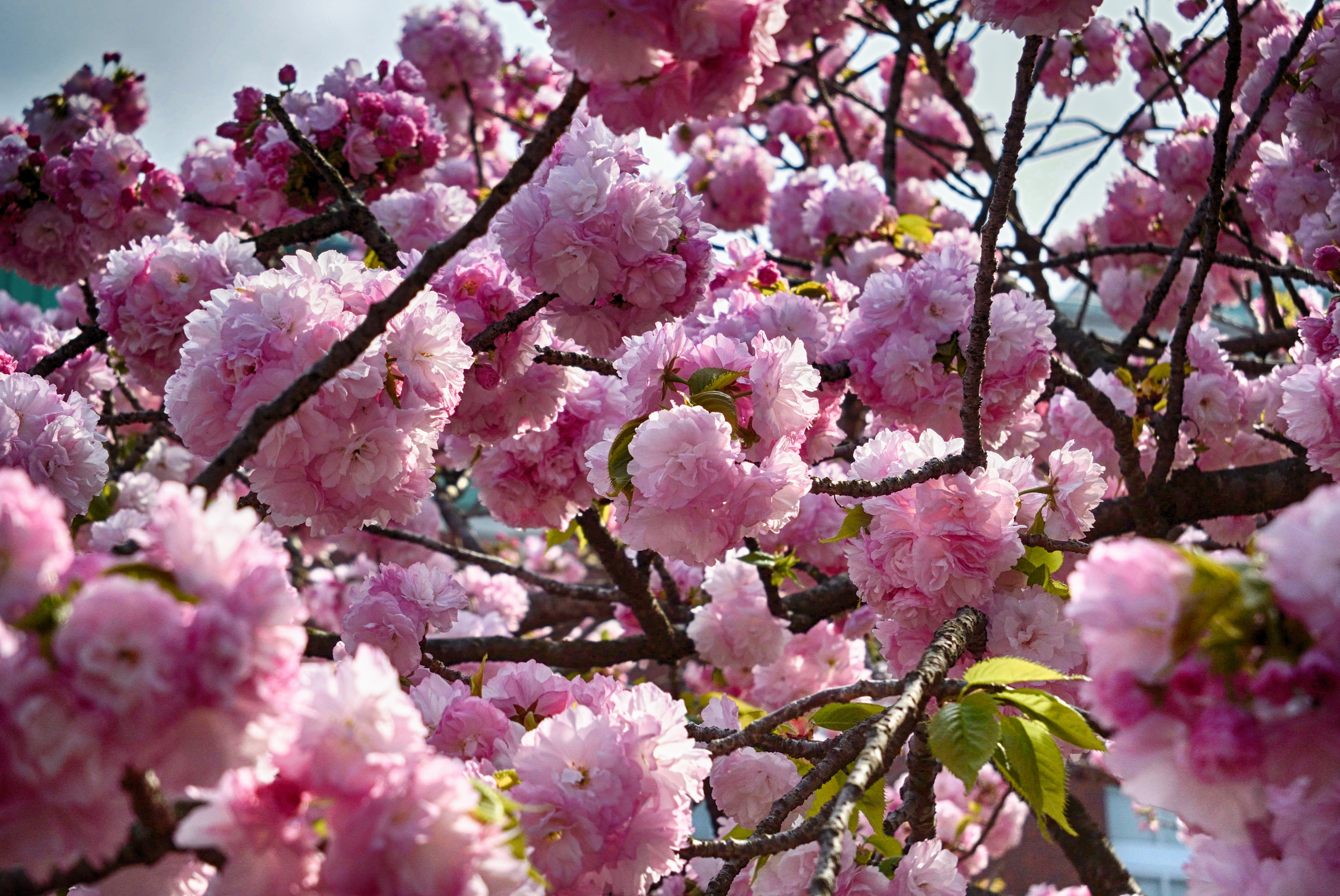 もこもこもこもこもこもこ(@_@) ~桜 造幣局通り抜けⅢ~