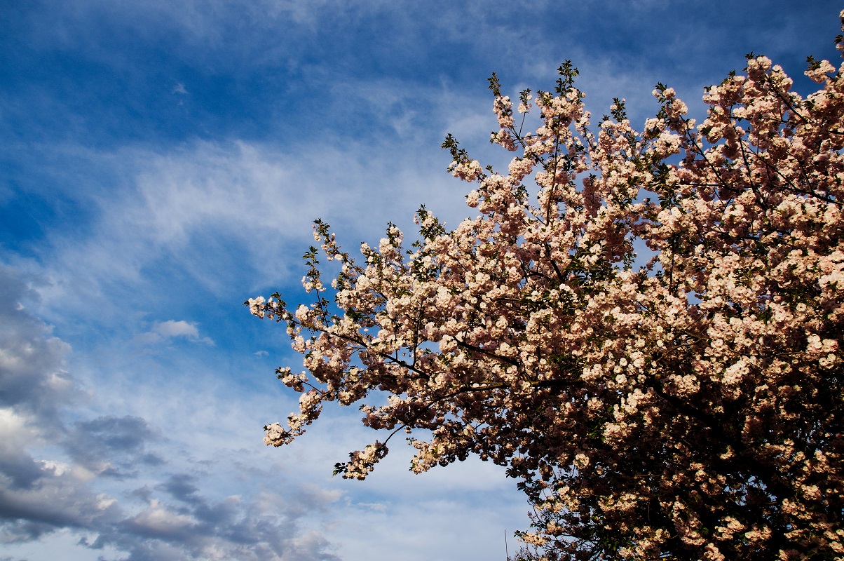 『Spring has come !!』