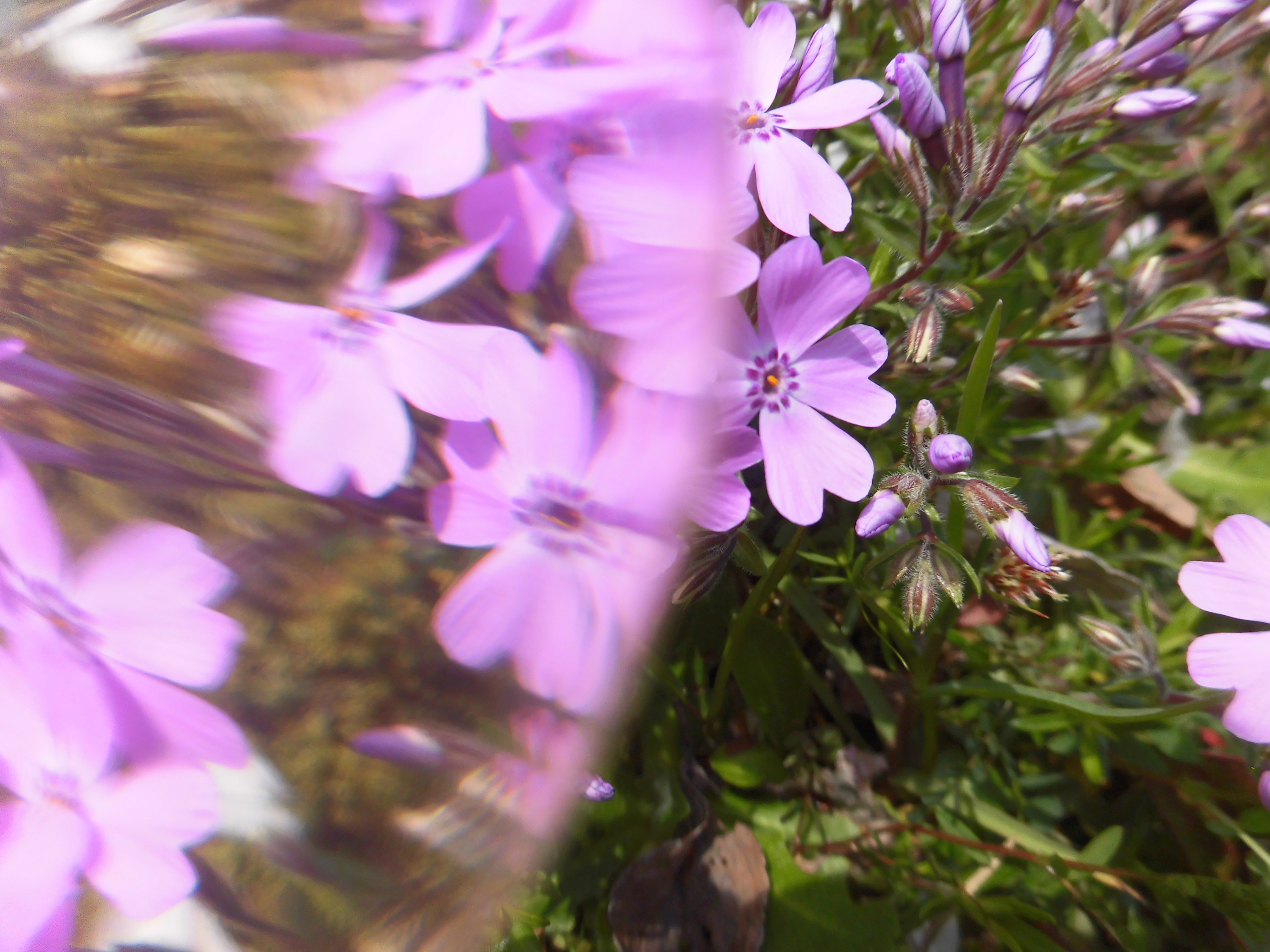 紫色の花