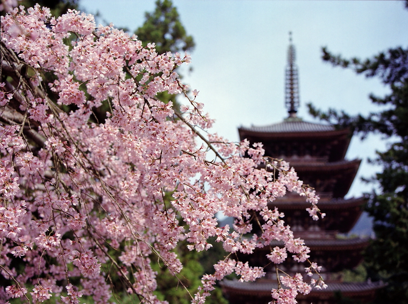 醍醐の枝垂れ桜