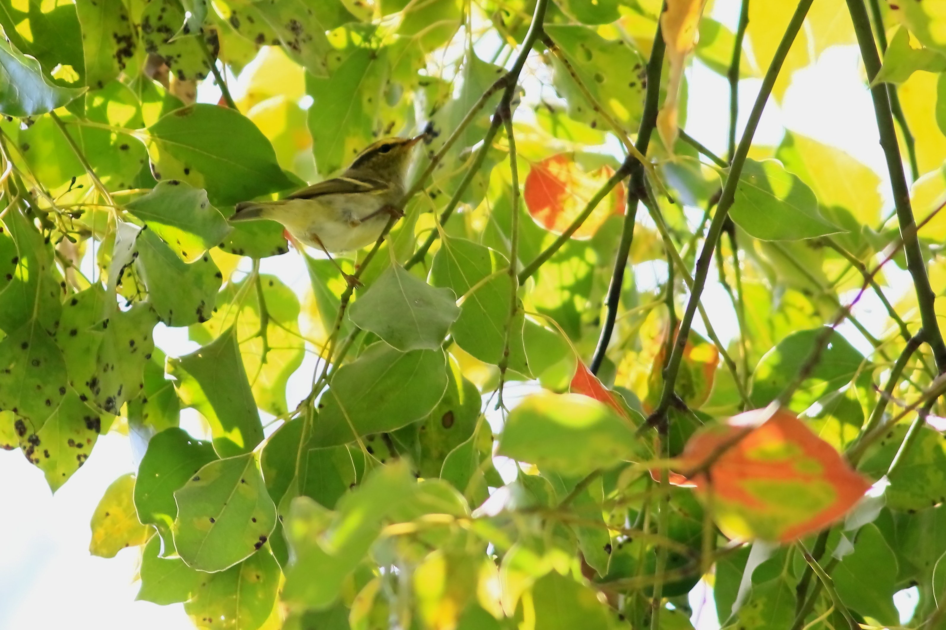 珍鳥カラフトムシクイ