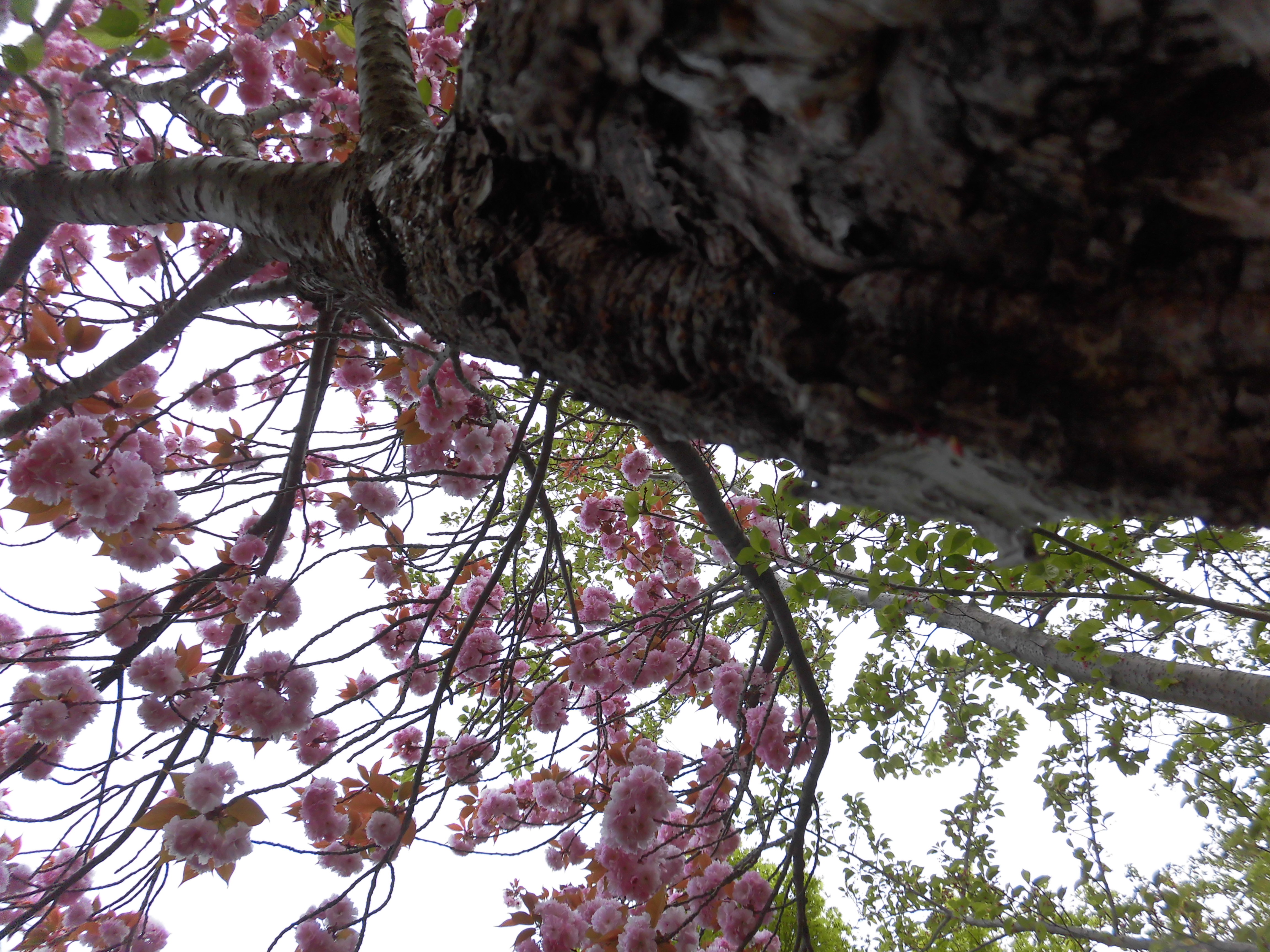 八重桜