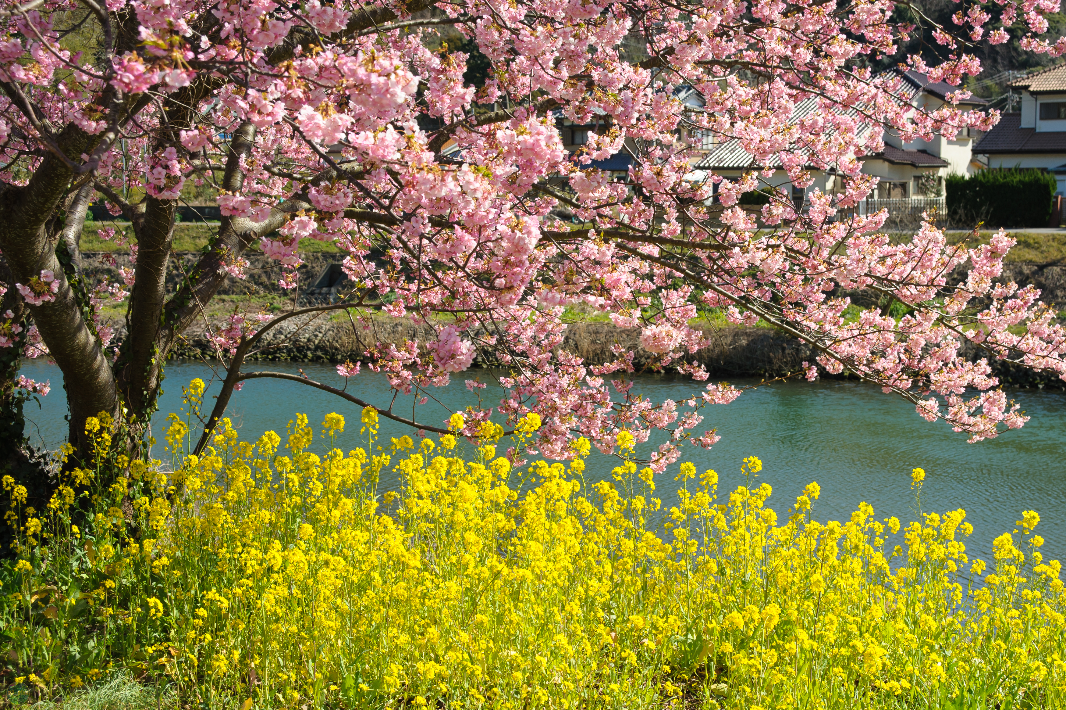 みなみの桜と菜の花