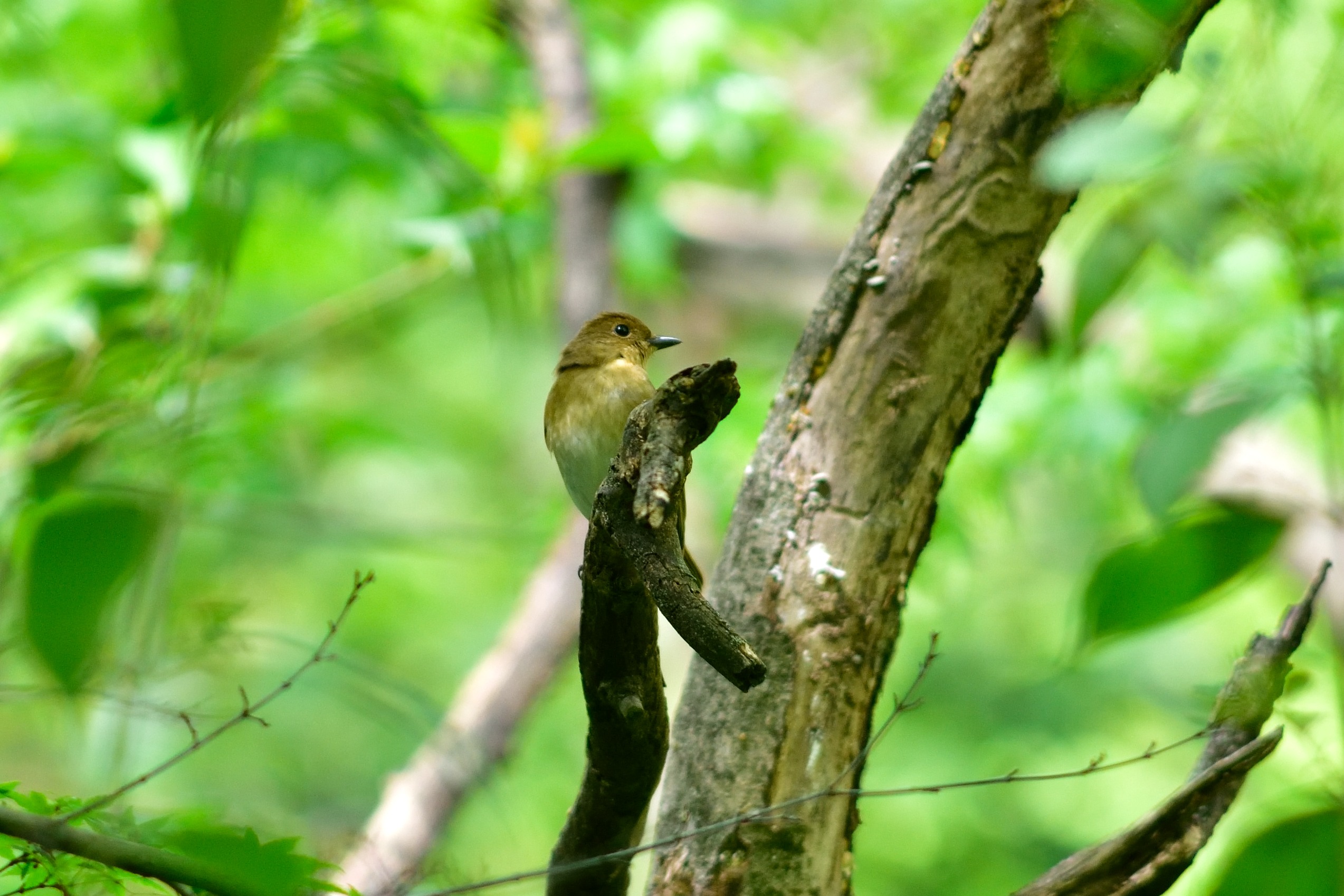 オオルリ♀
