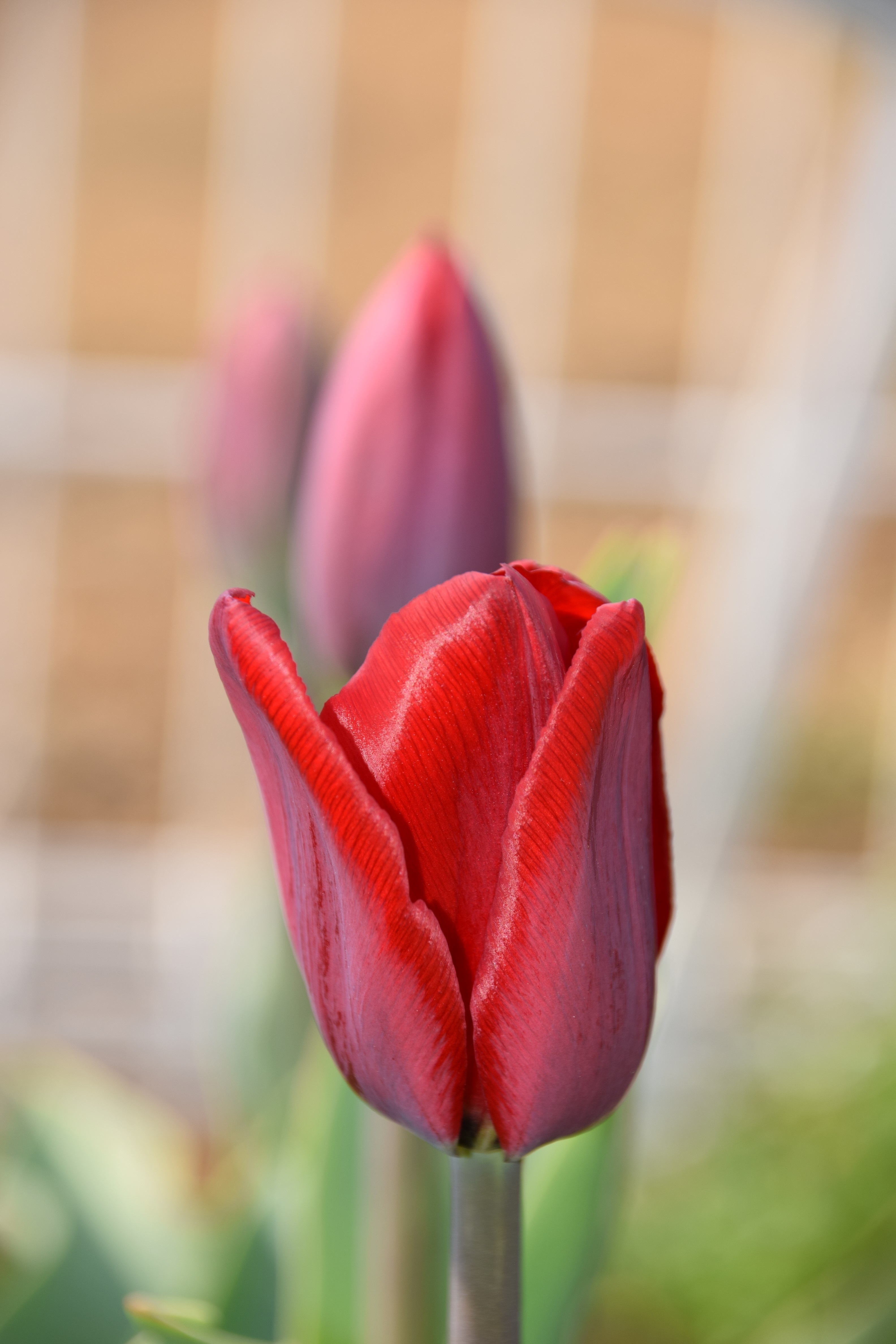開花