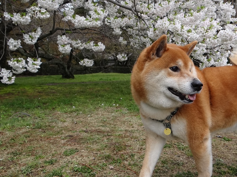 ムムツ!