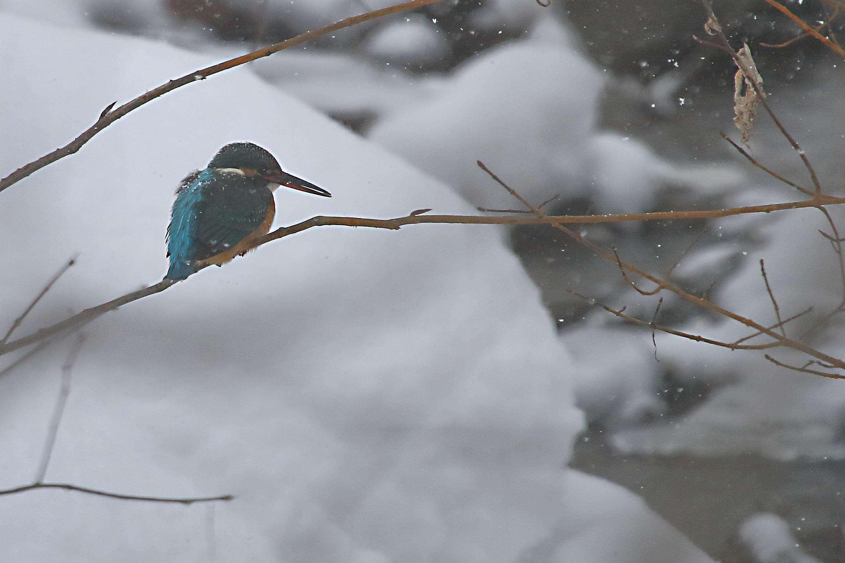 雪の翡翠(寒さの中じっと魚を狙う)