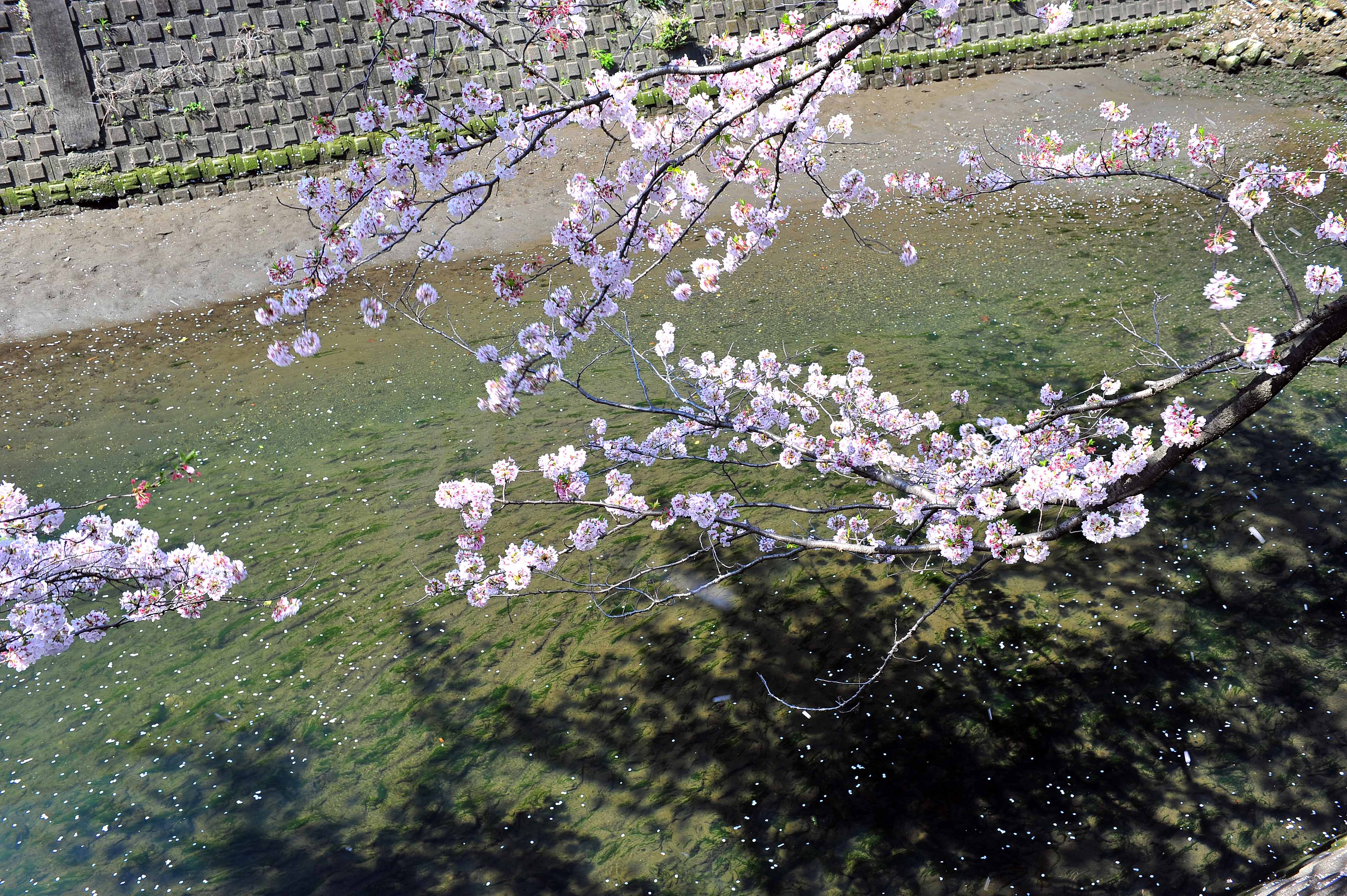 05 桜の陰