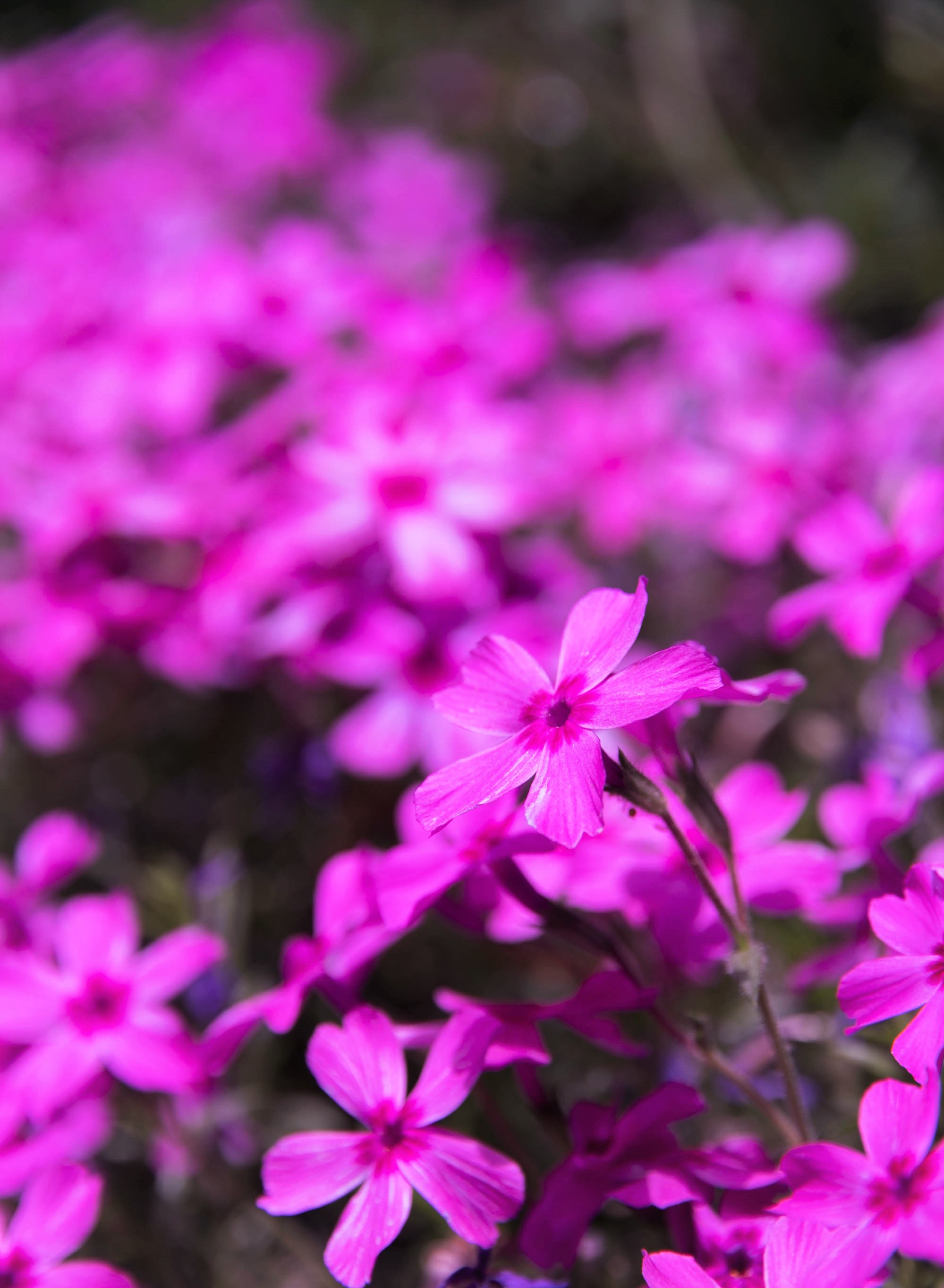 芝桜