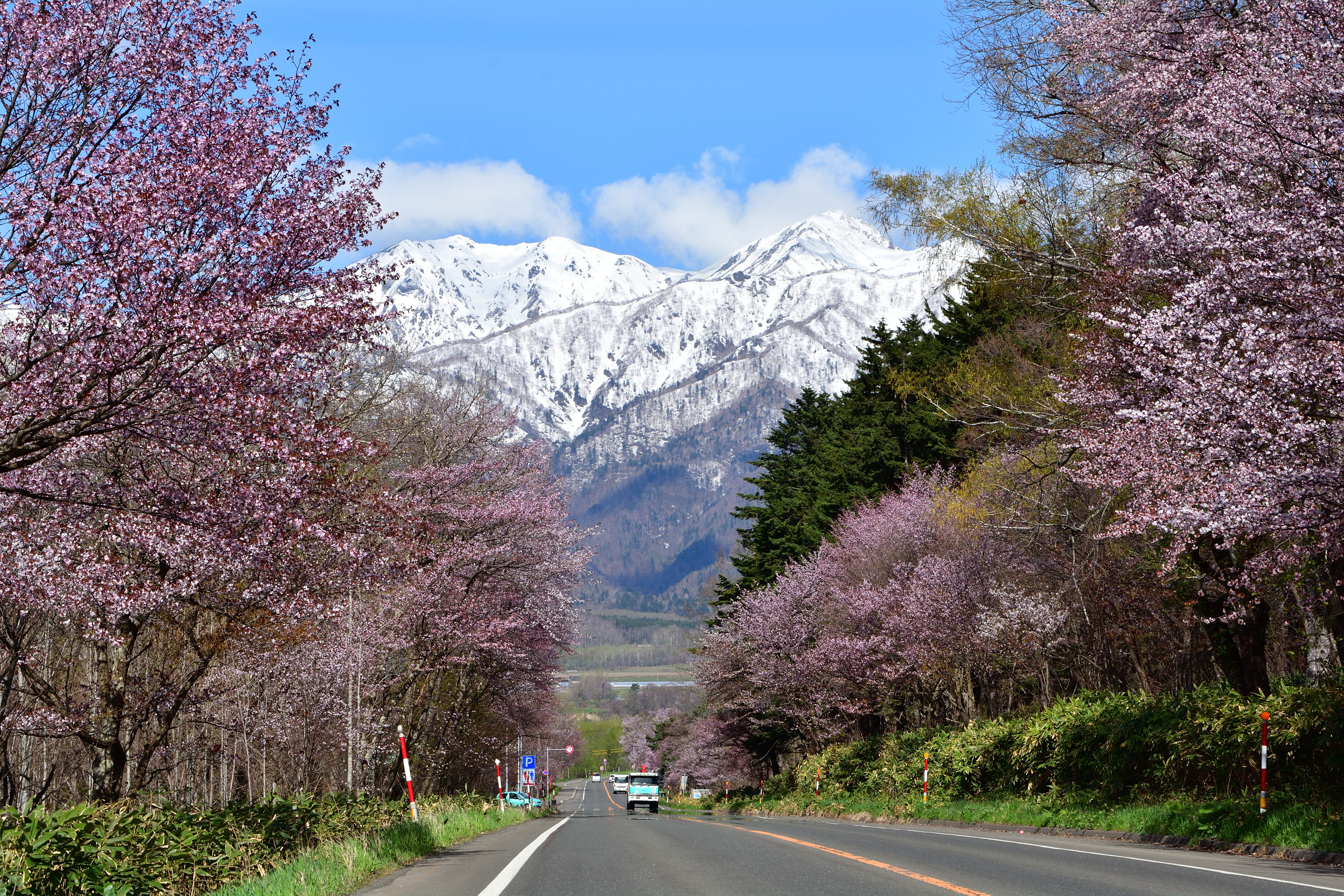 桜花山景