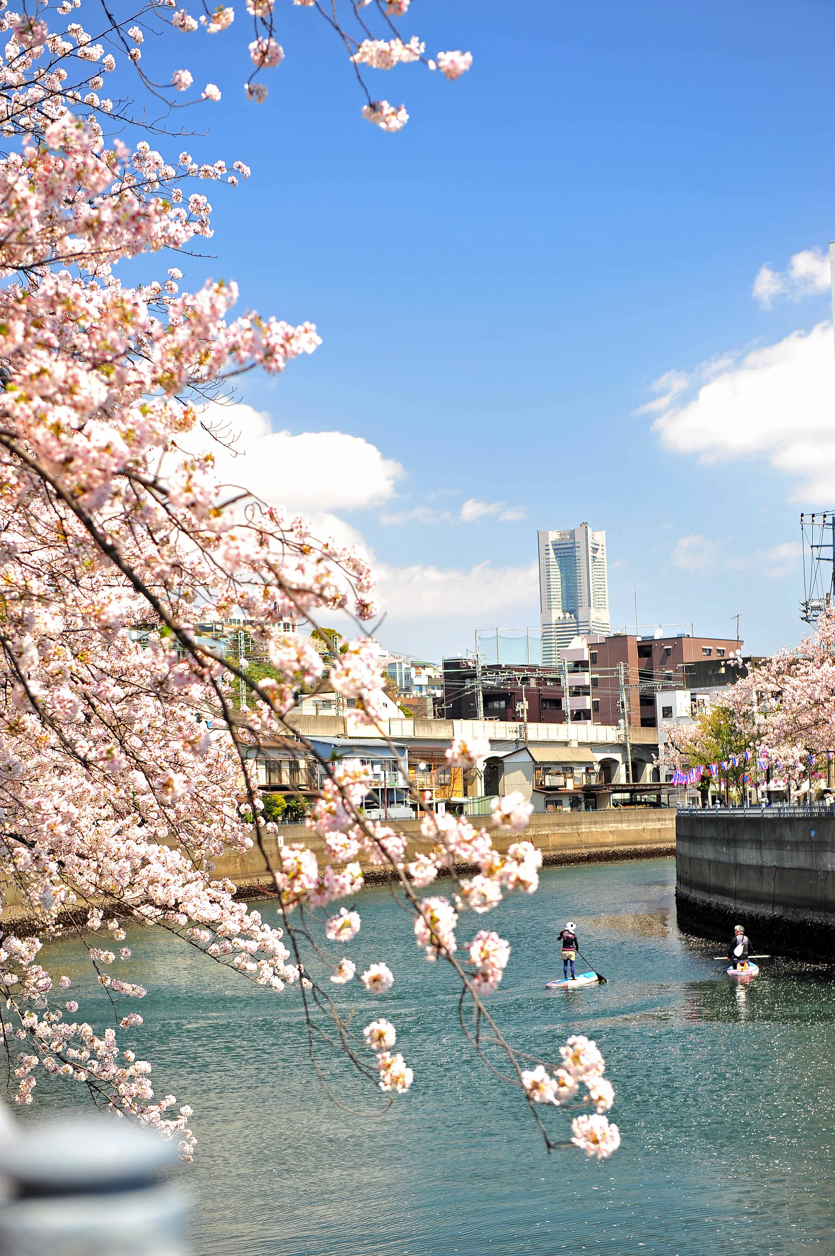 15 ランドマークと桜