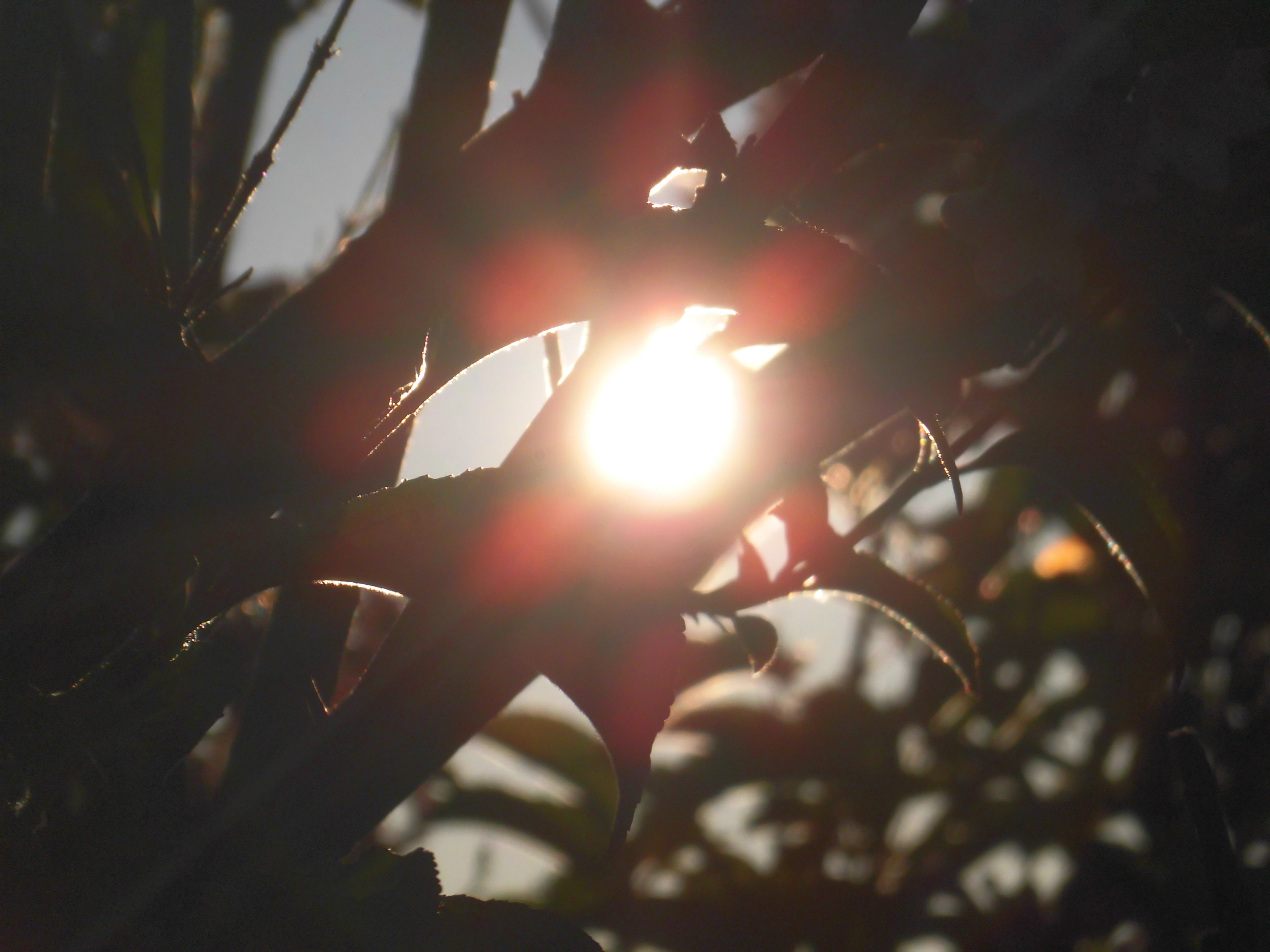 夕日