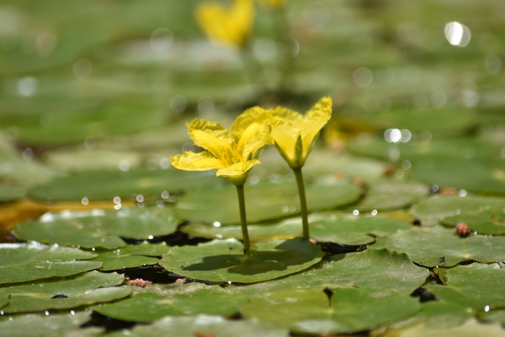公園の花 アサザ