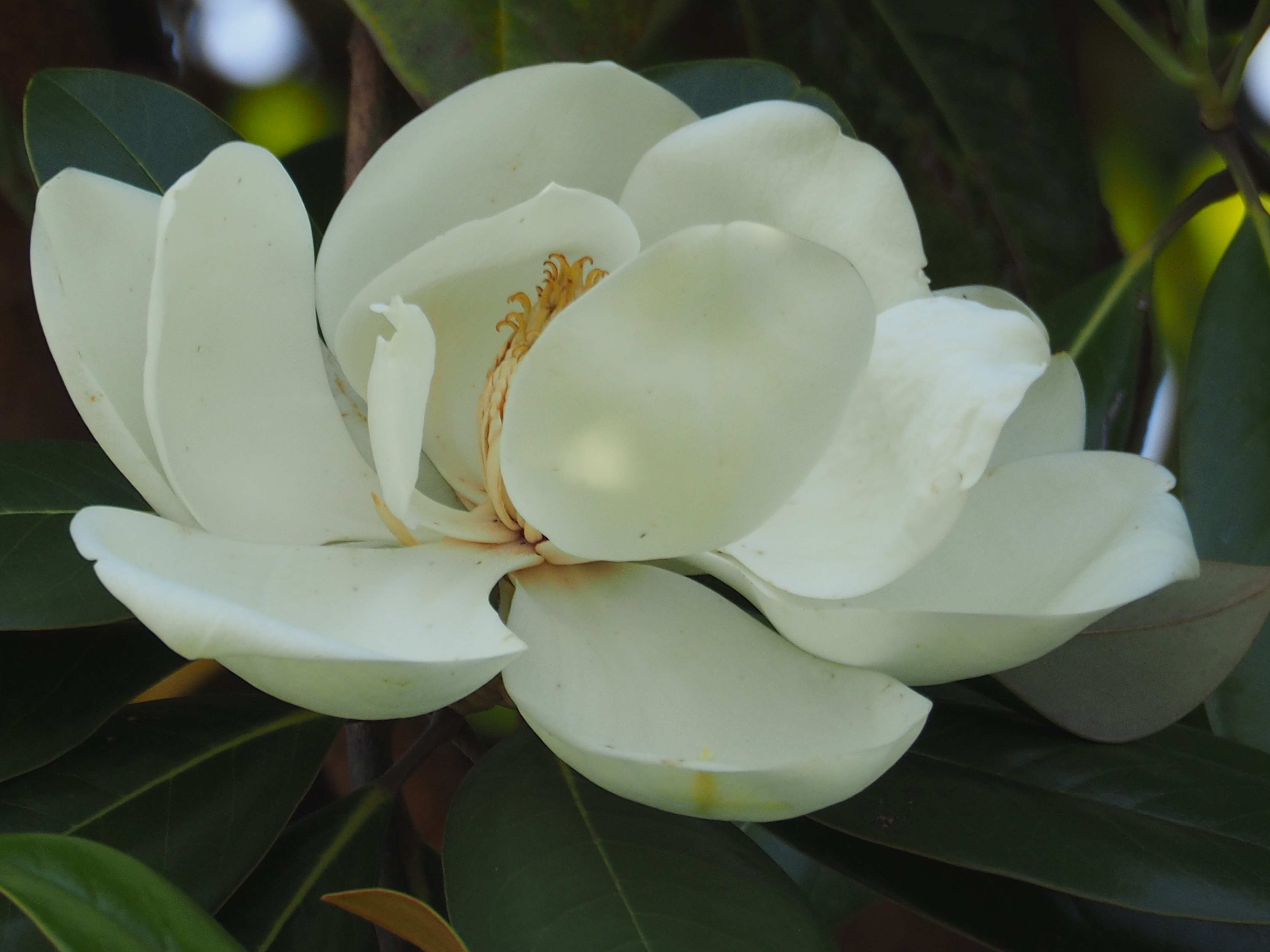 泰山木の花