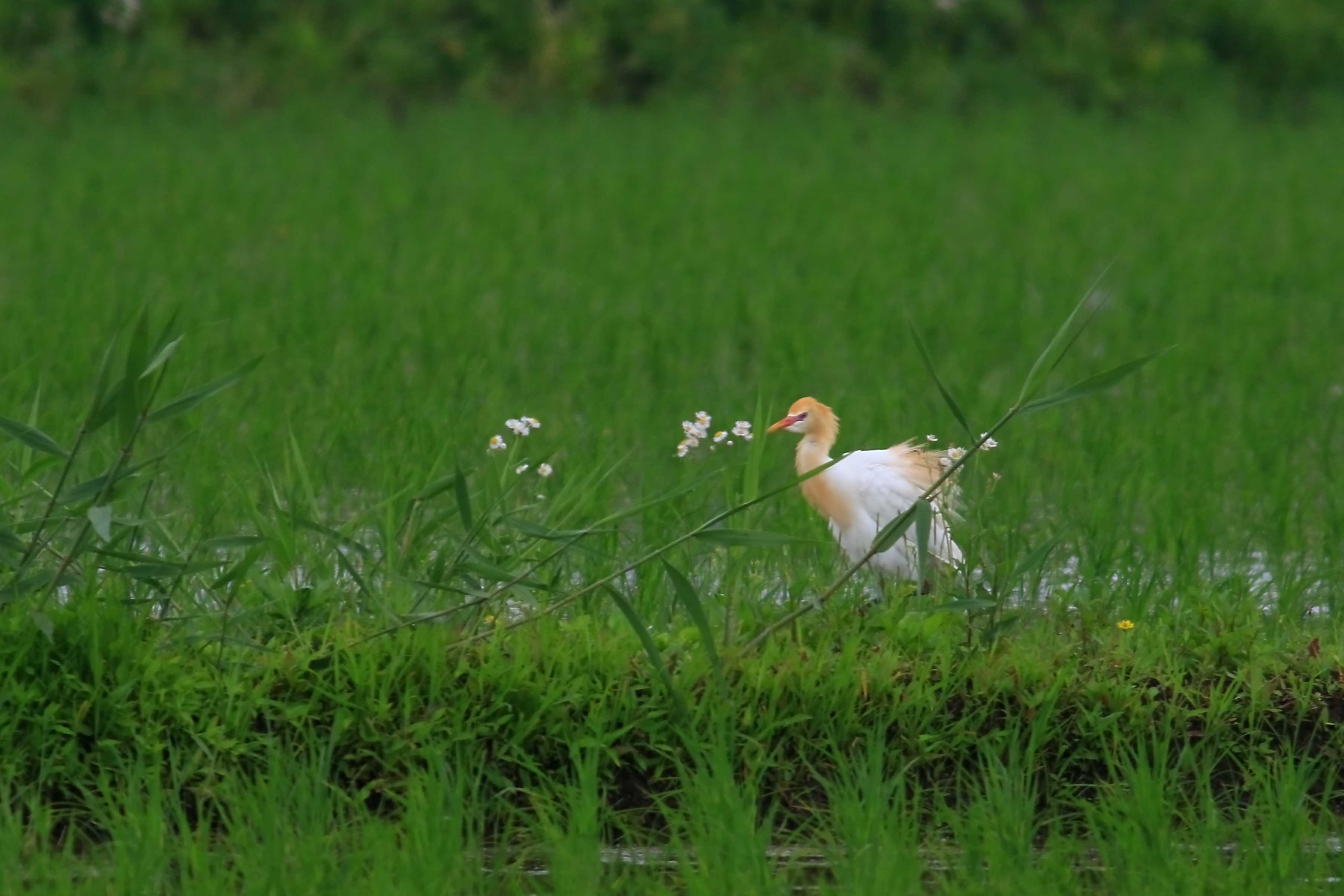 花にアマサギ