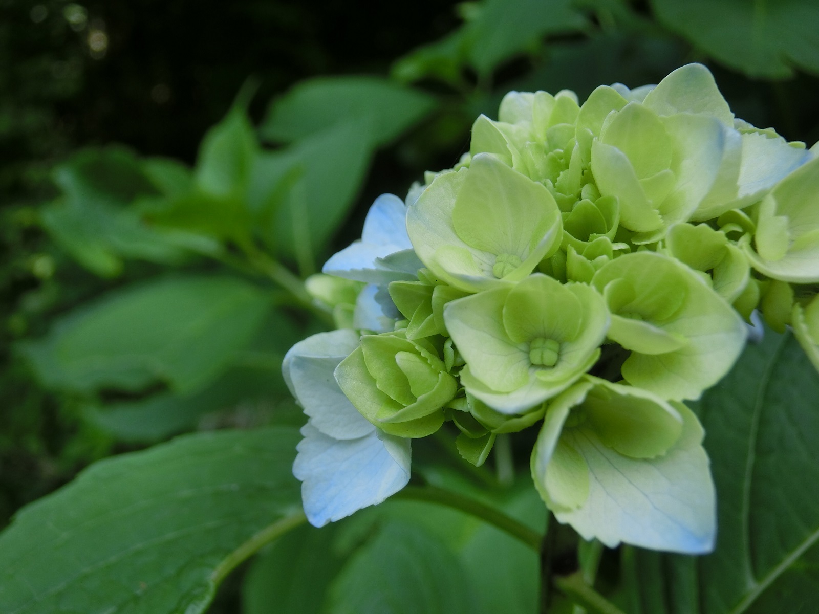 紫陽花の季節へ