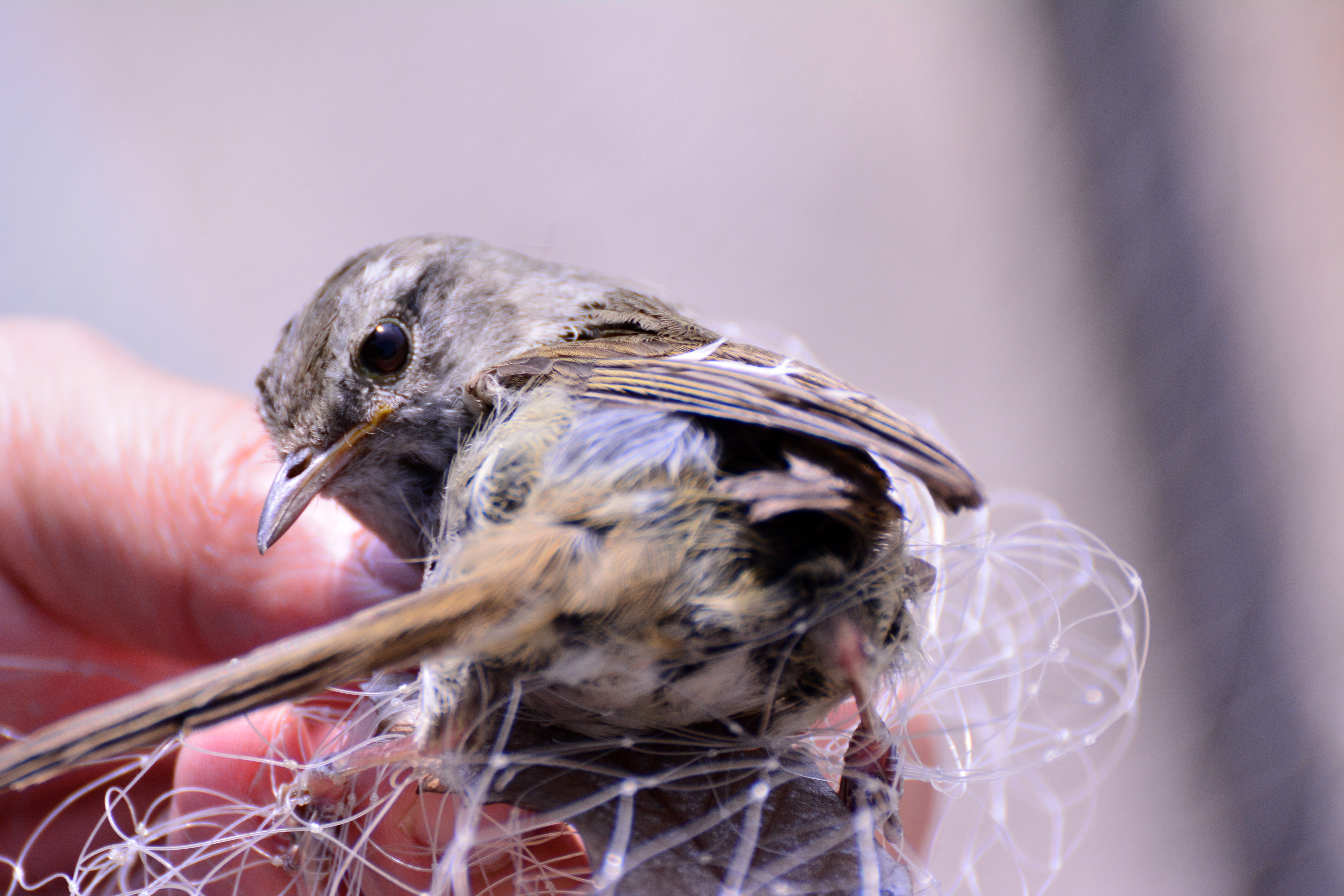 漁網に絡まった幼鳥