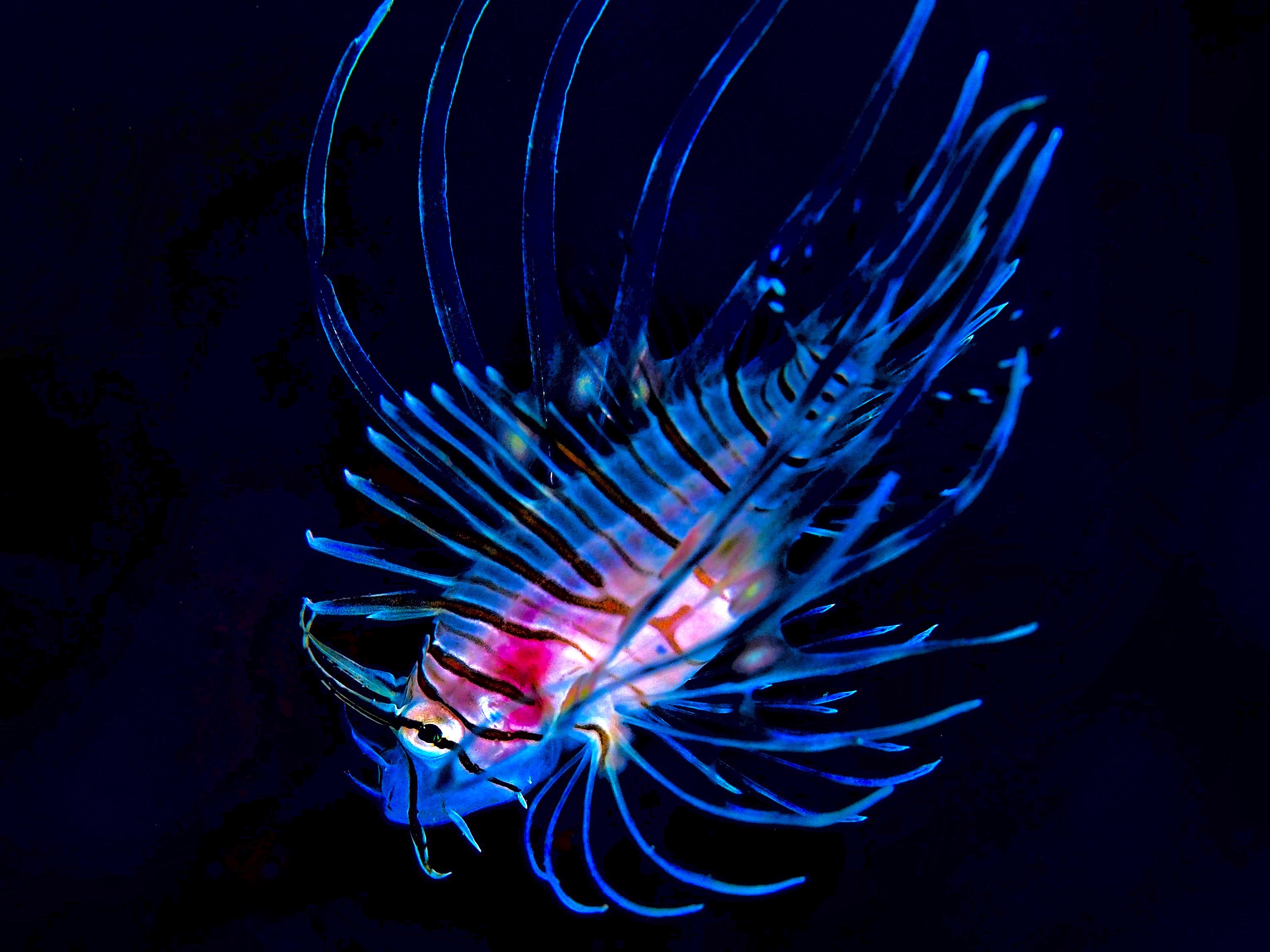 ハナミノカサゴ(幼魚) 黒ぬき。