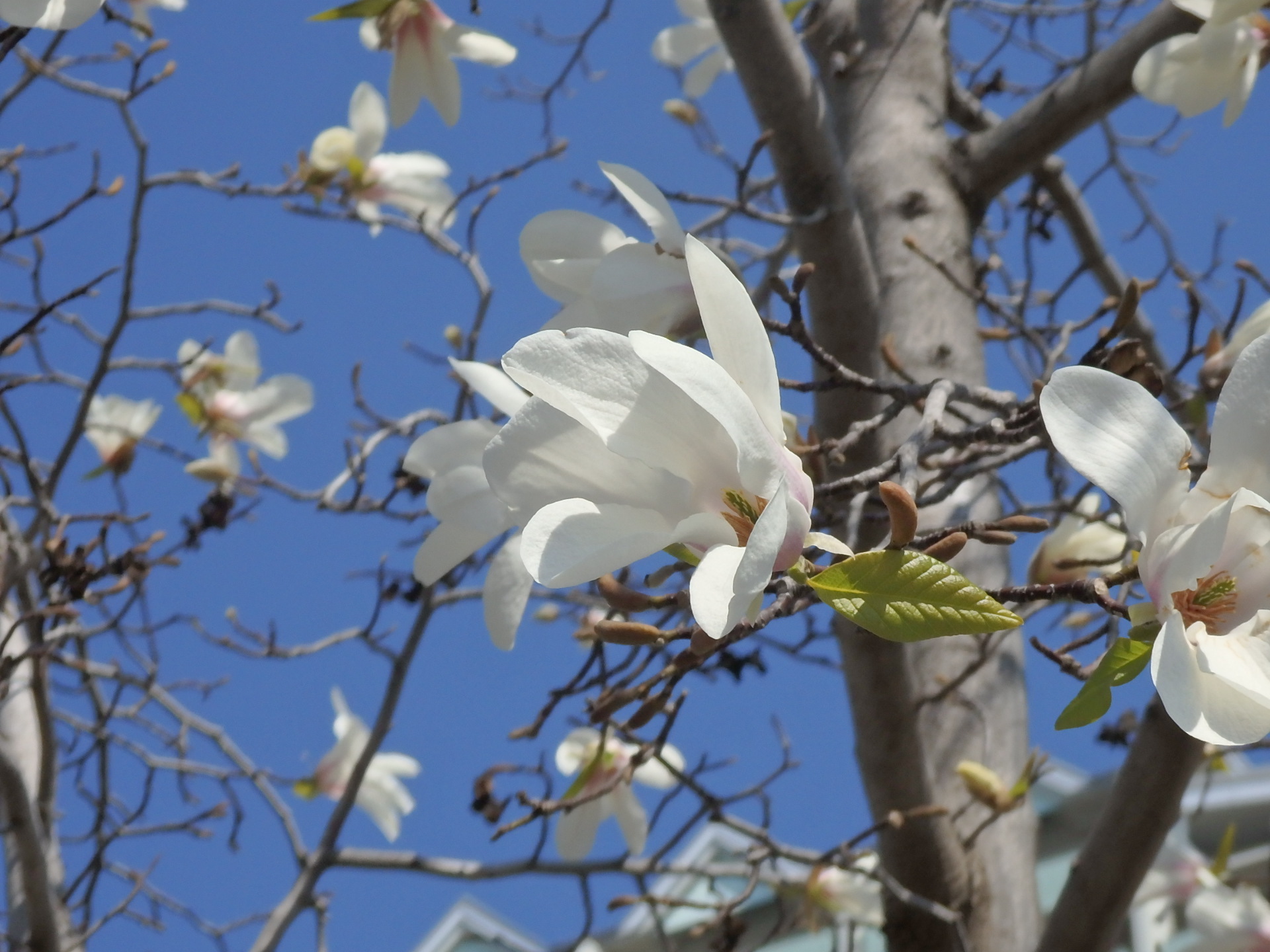 一輪の花・コブシ