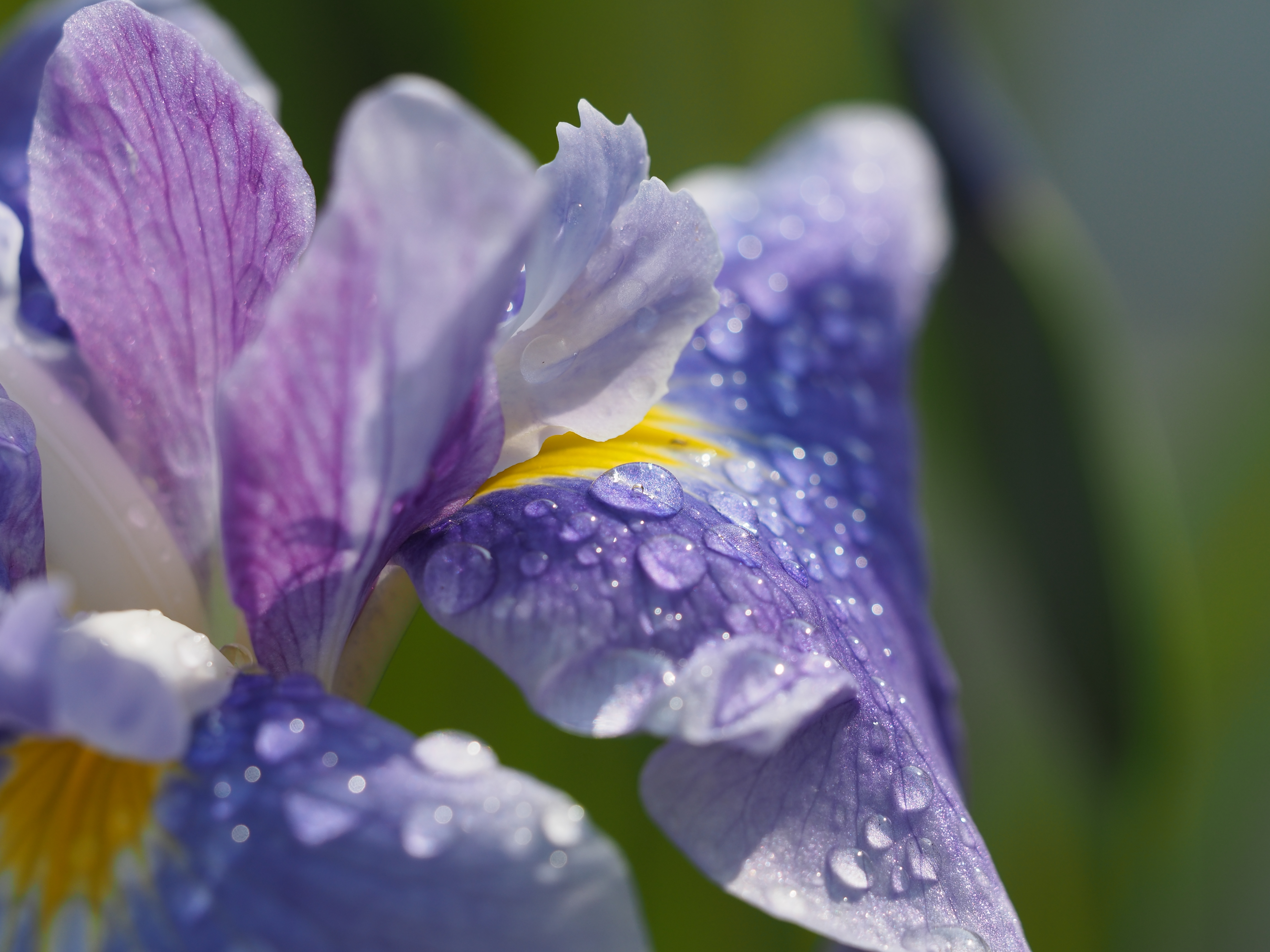 花菖蒲 2