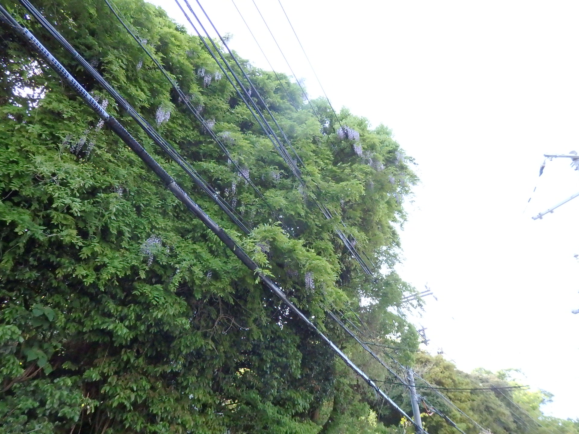 野生の藤