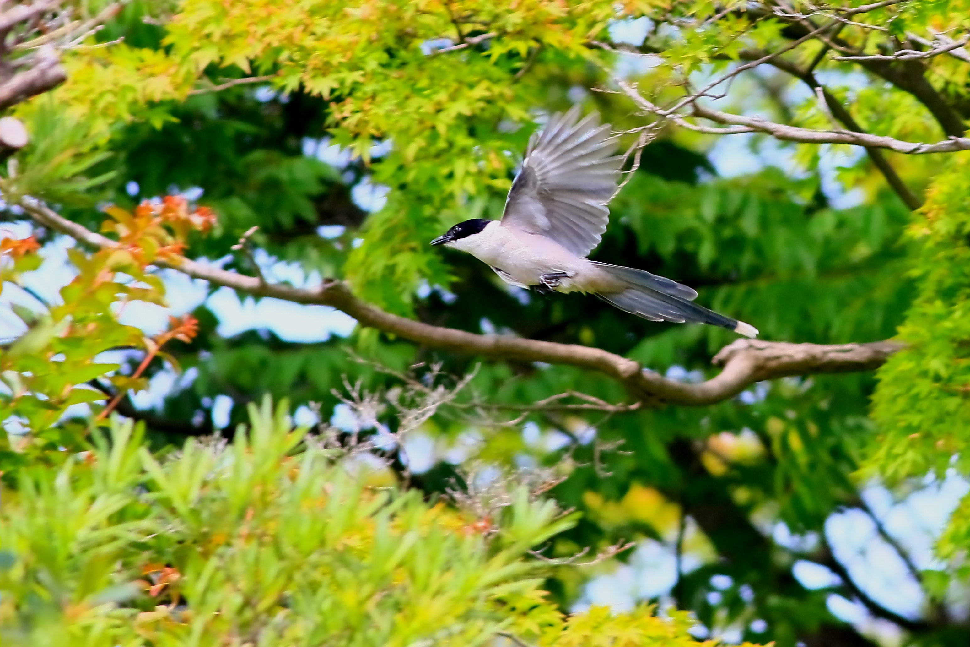 飛び立つオナガ