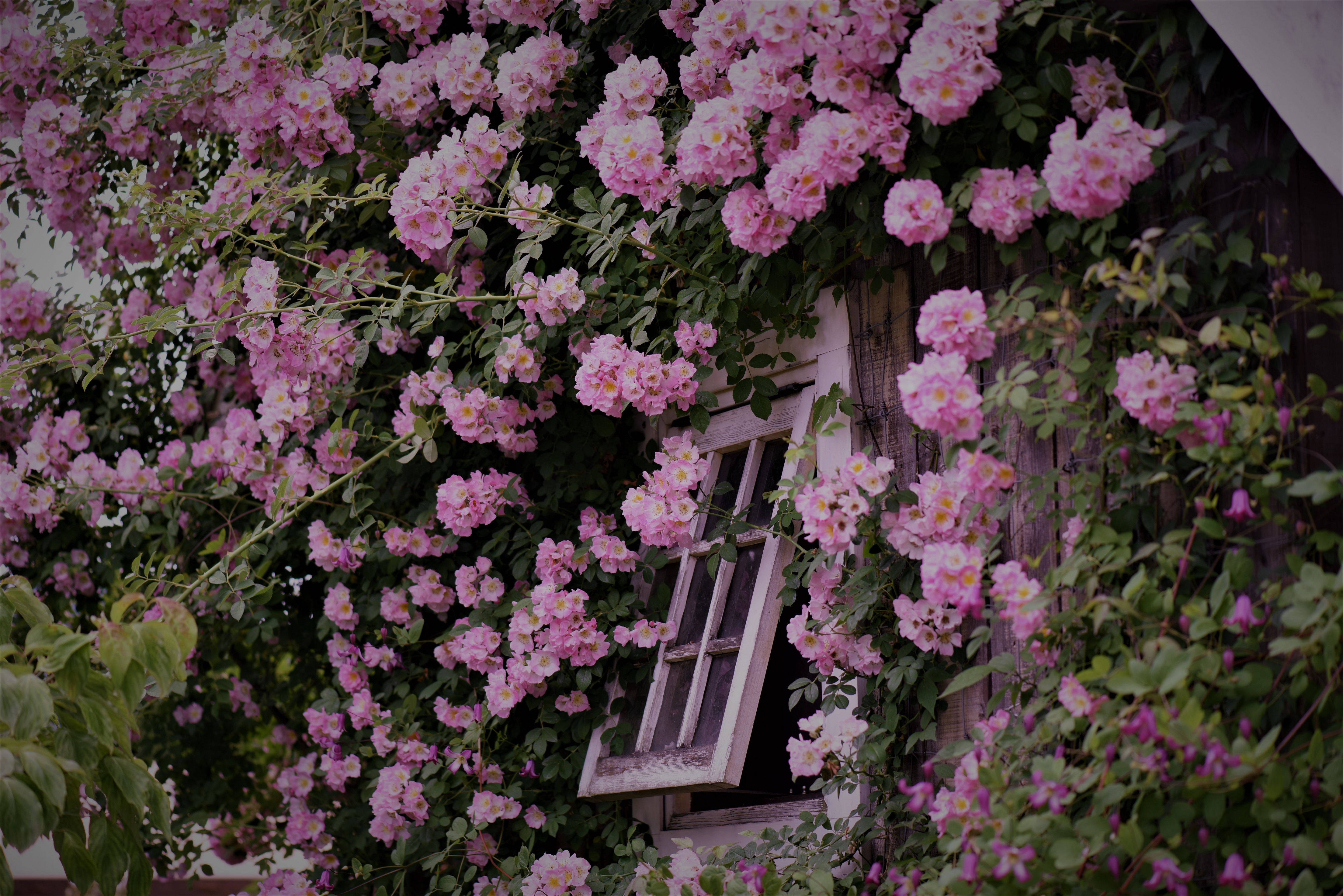 薔薇の窓辺