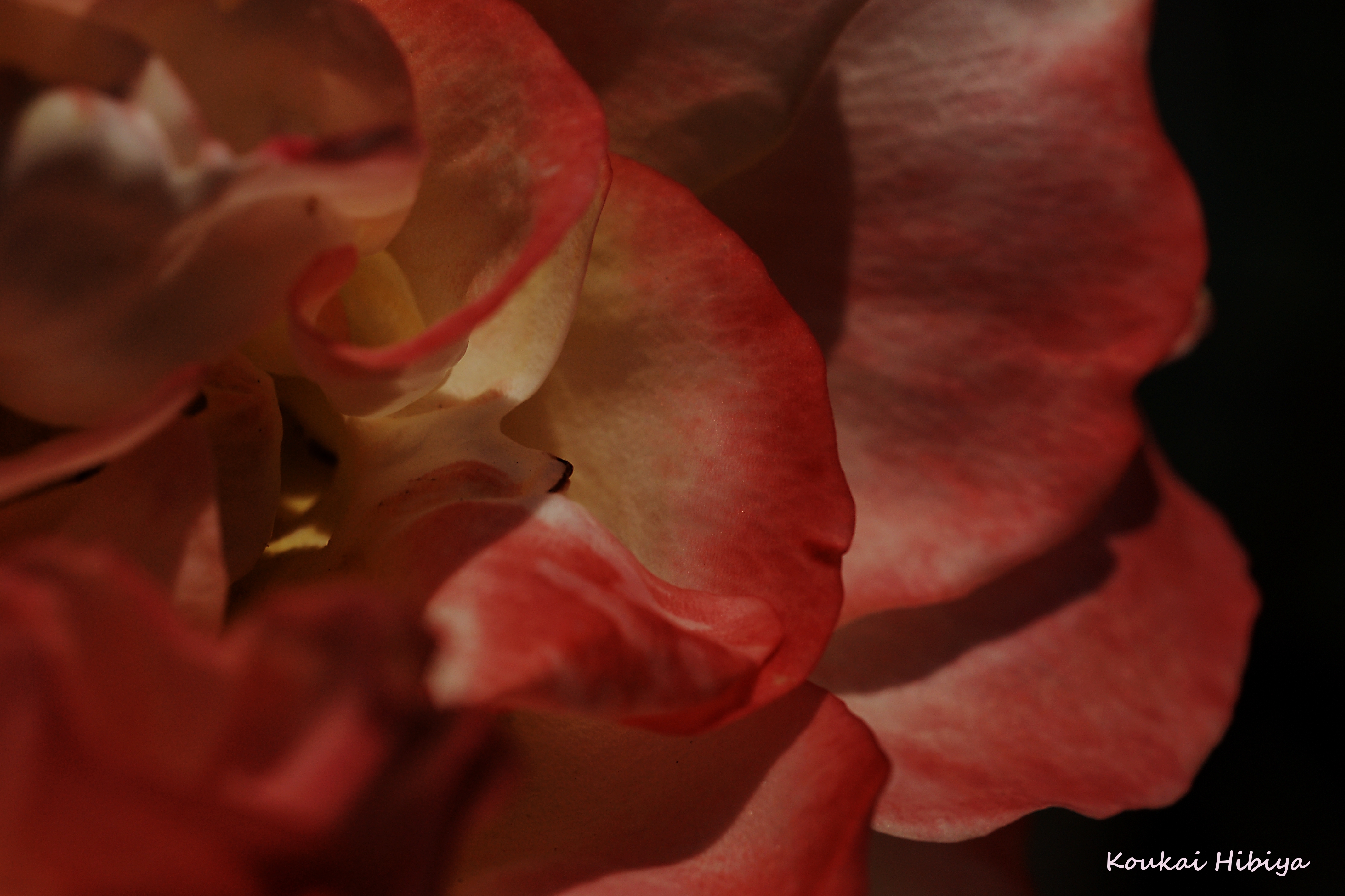 The Rose 其の7