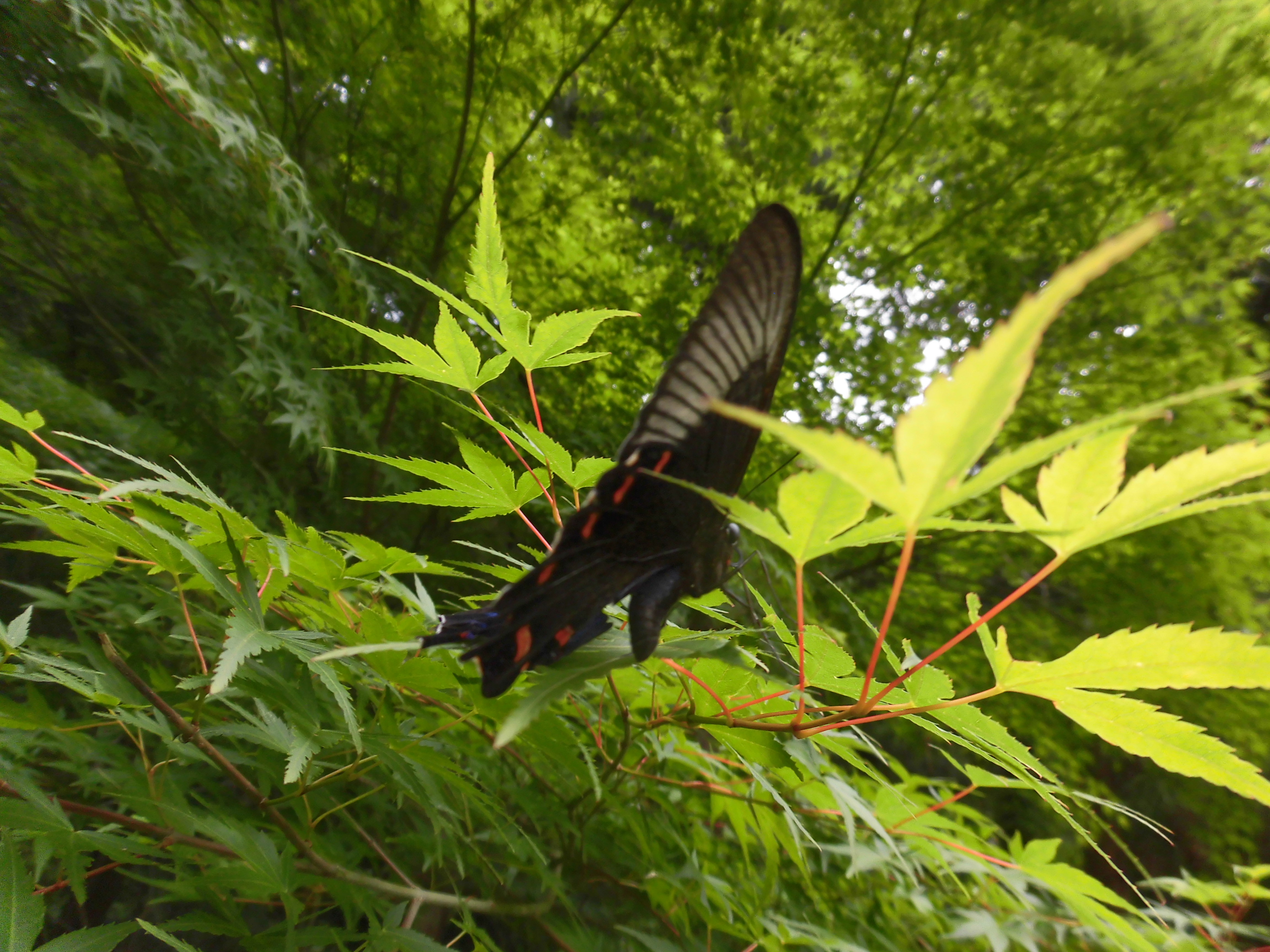 青モミジ