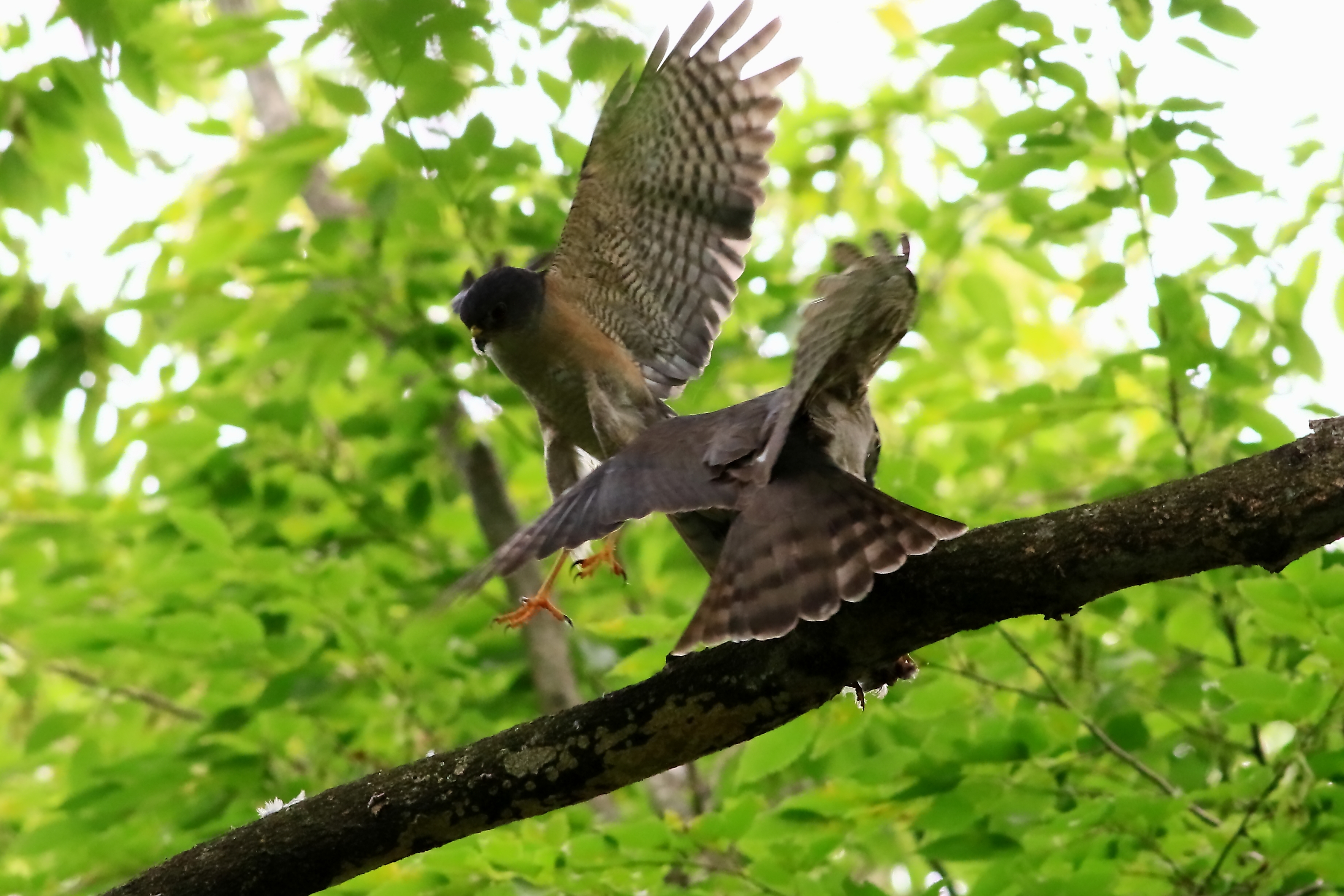 ツミの餌渡し!