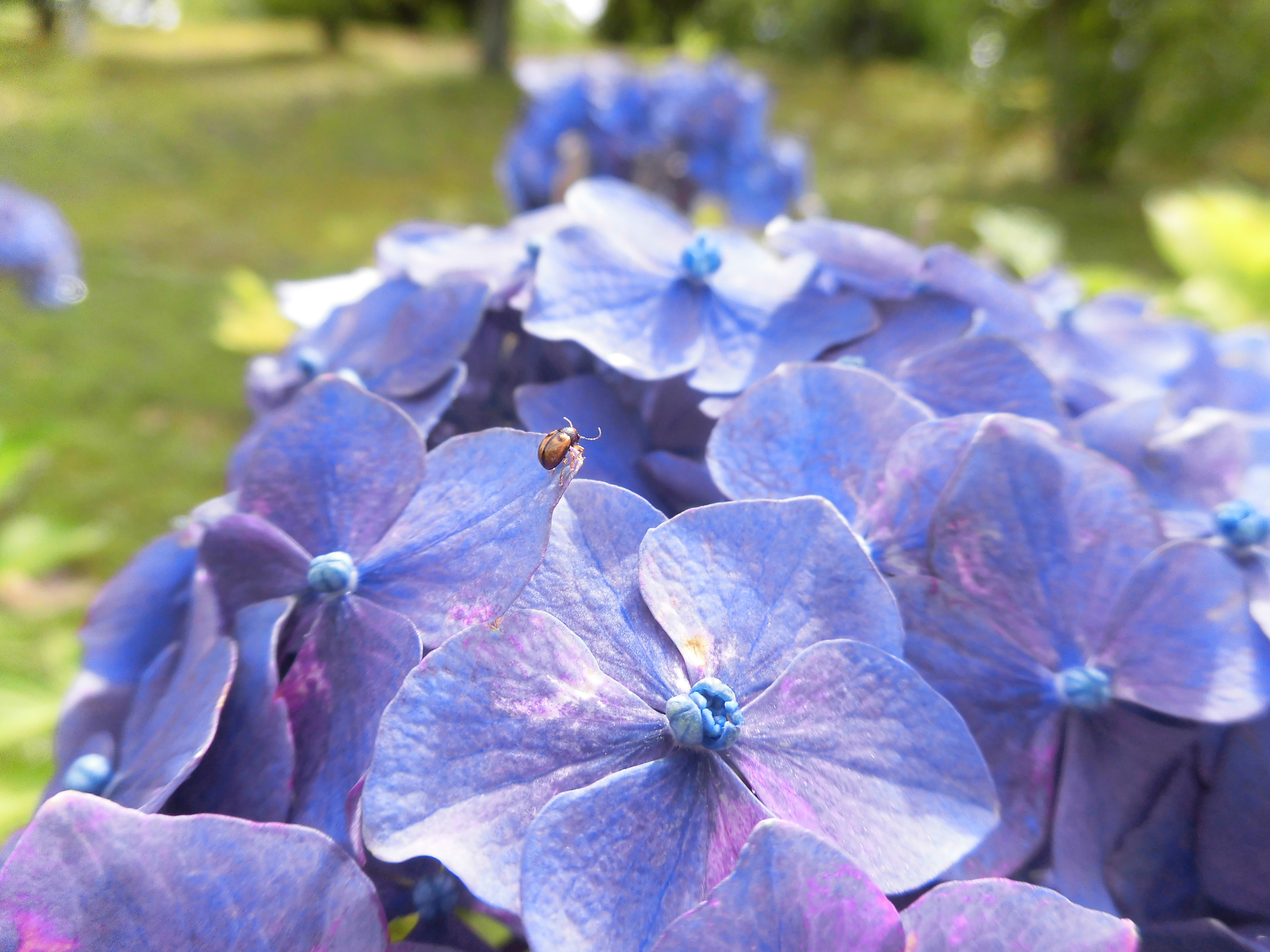 紫陽花の上を冒険