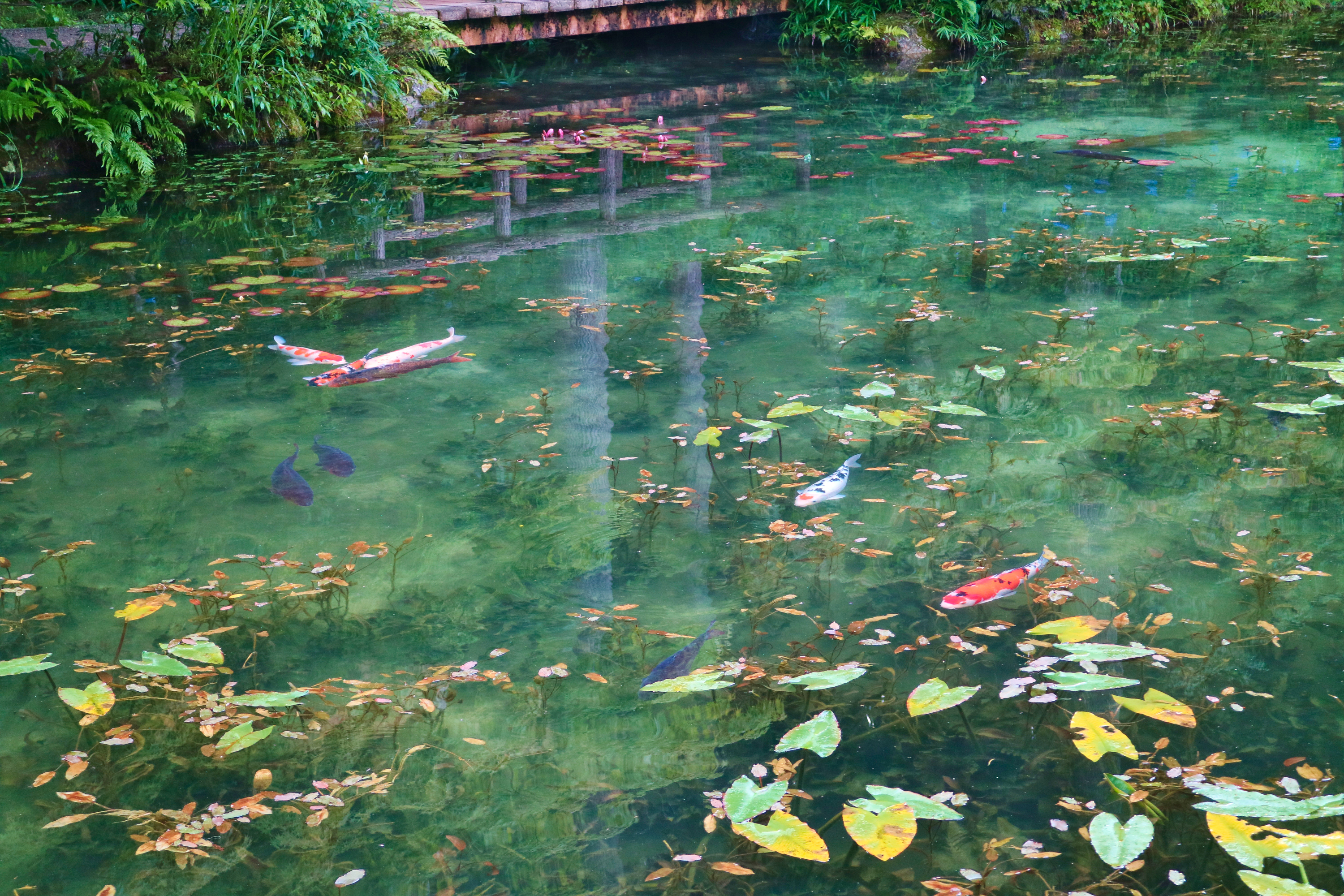 モネの池とハートの鯉
