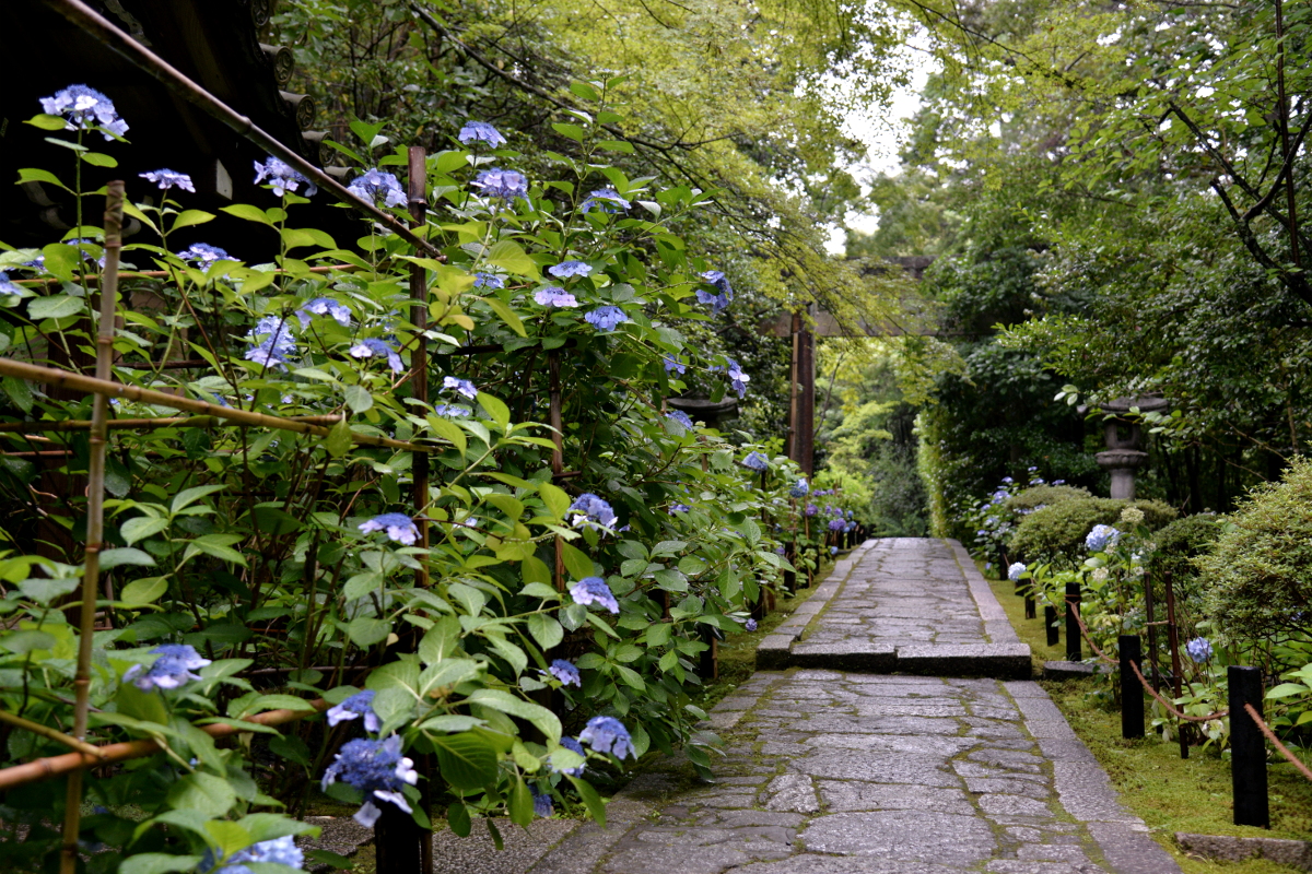 紫陽花に誘われて