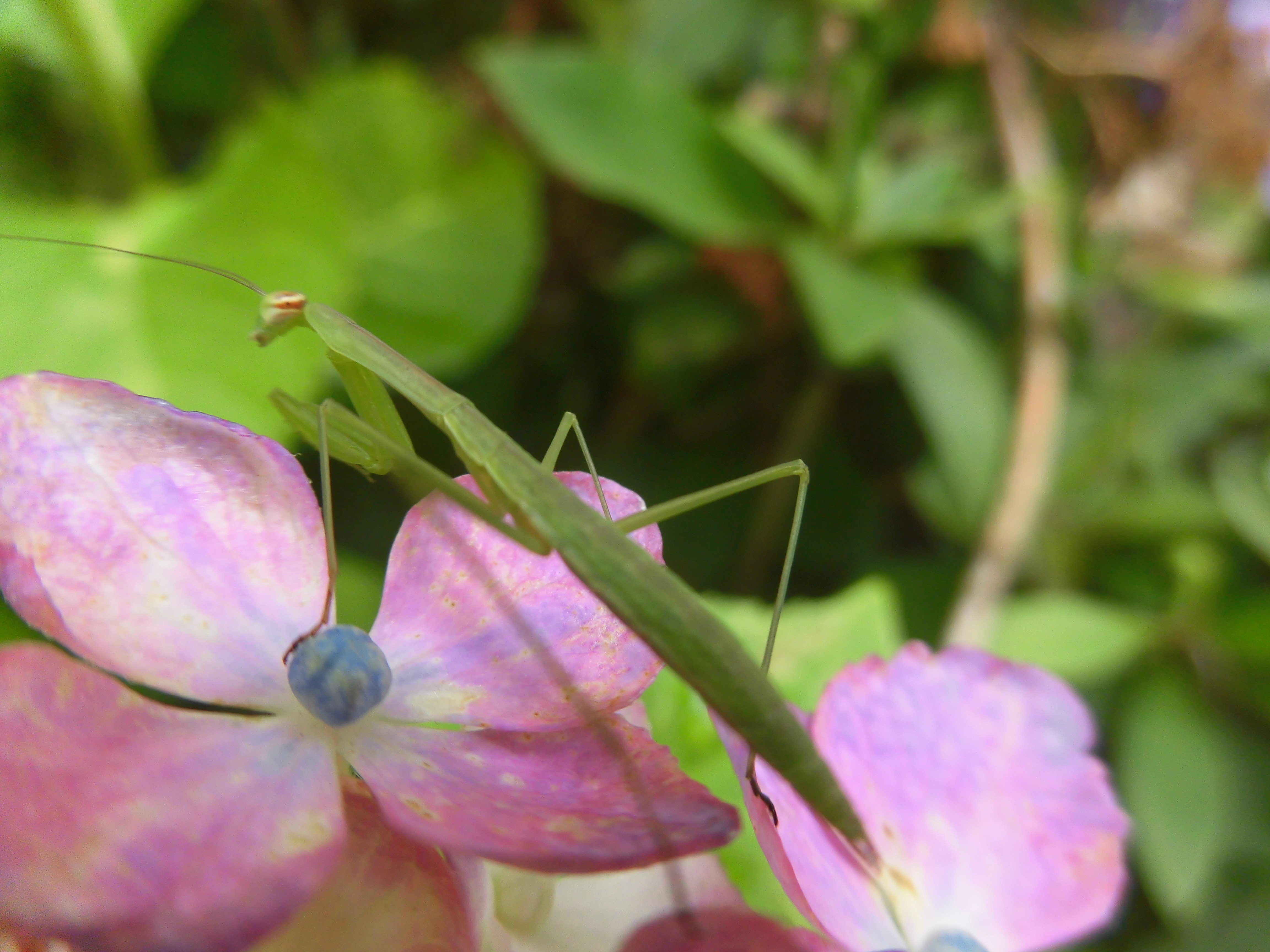 紫陽花にカマキリ2