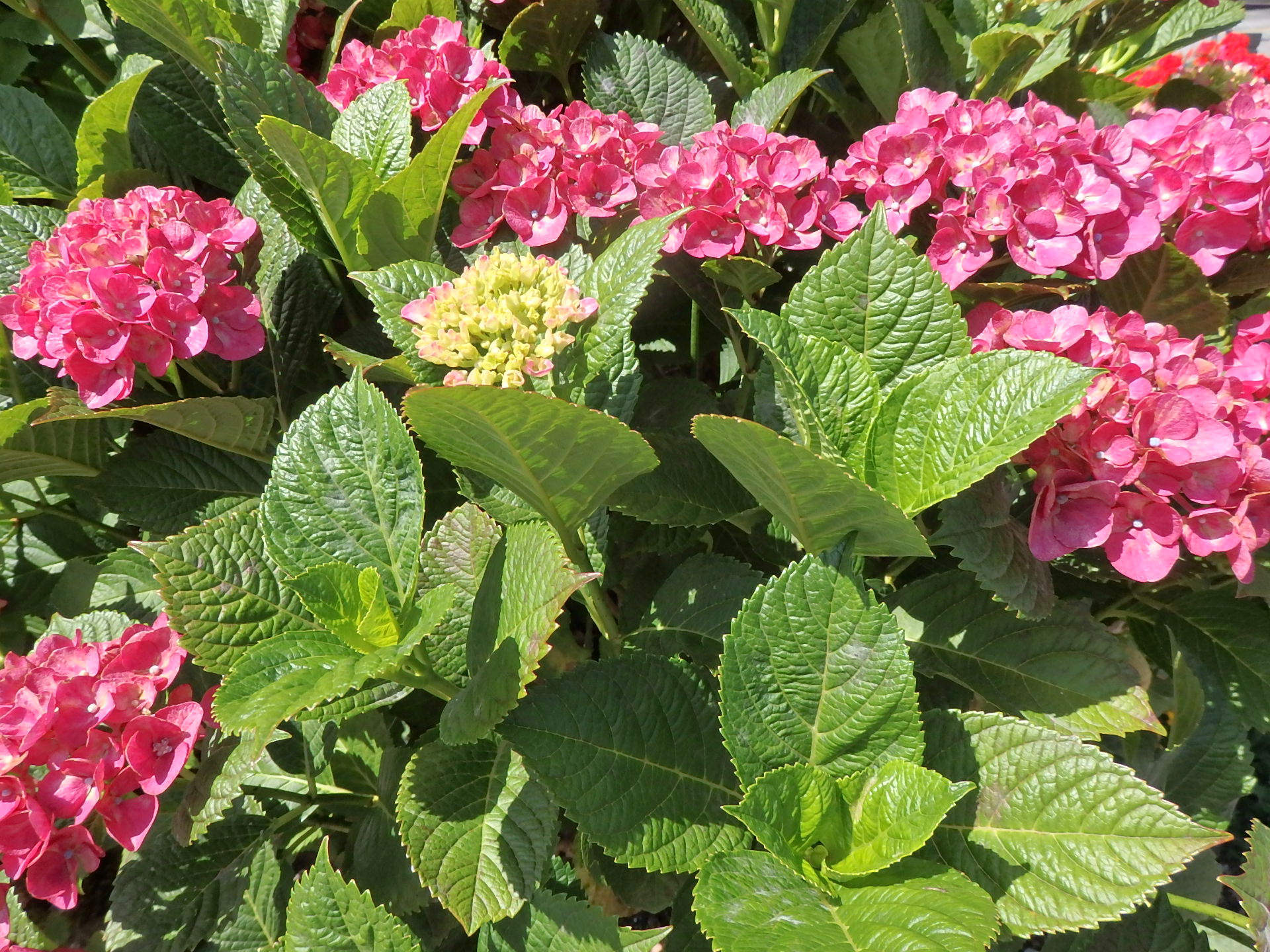 紫陽花の花・赤