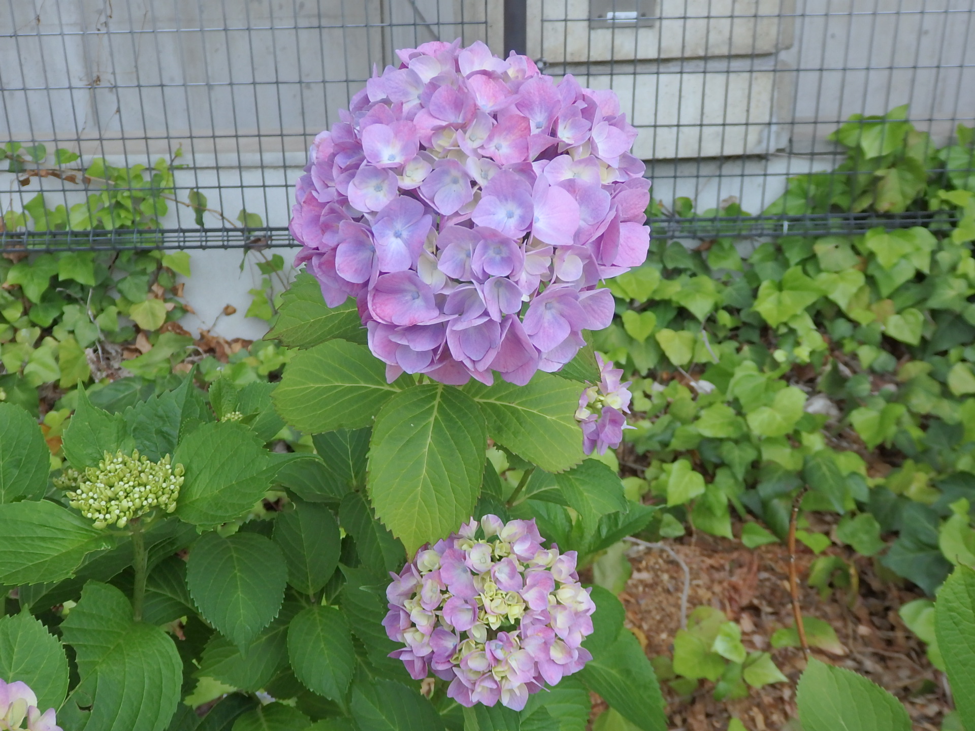 紫陽花の花・紫