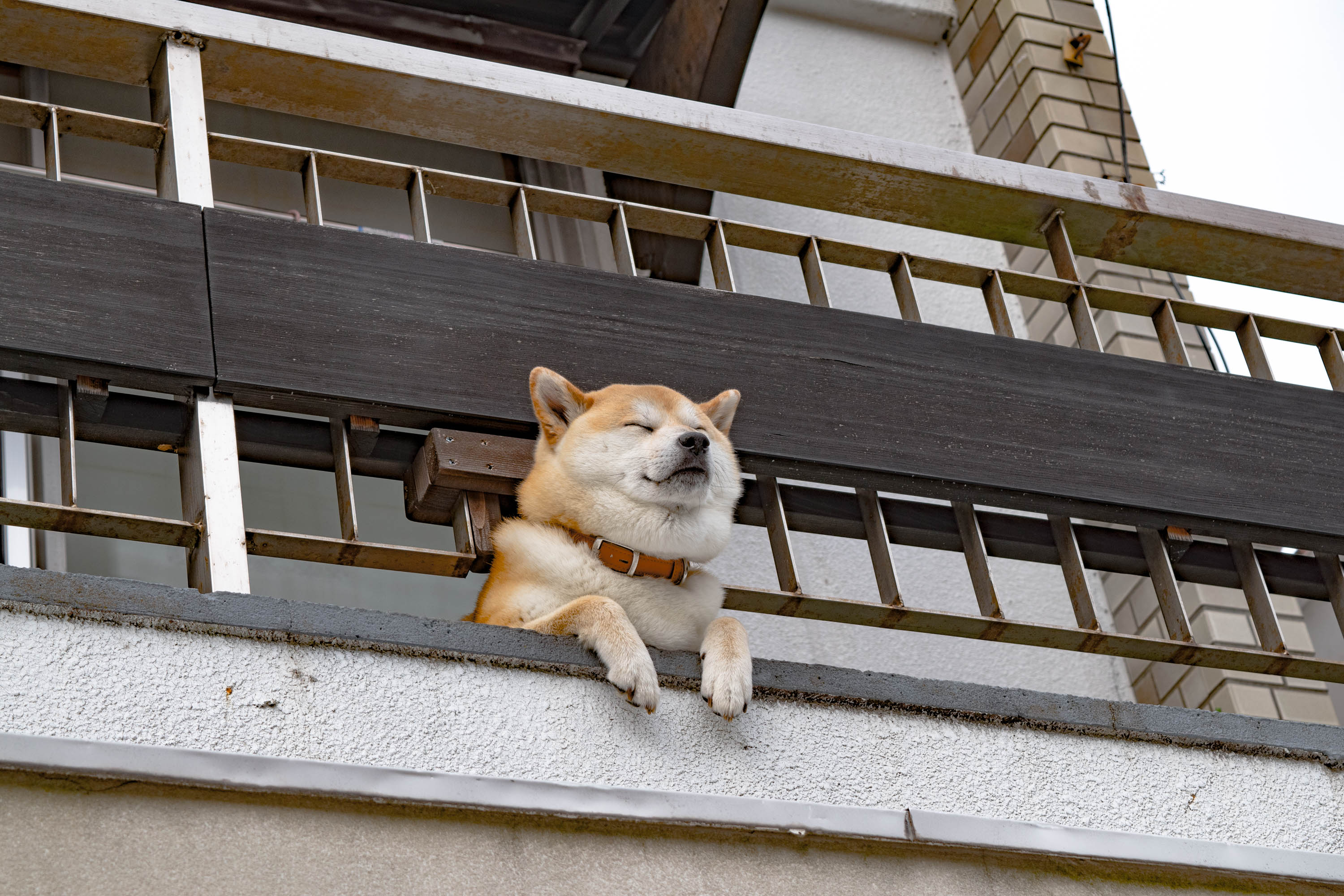 下田の癒し犬