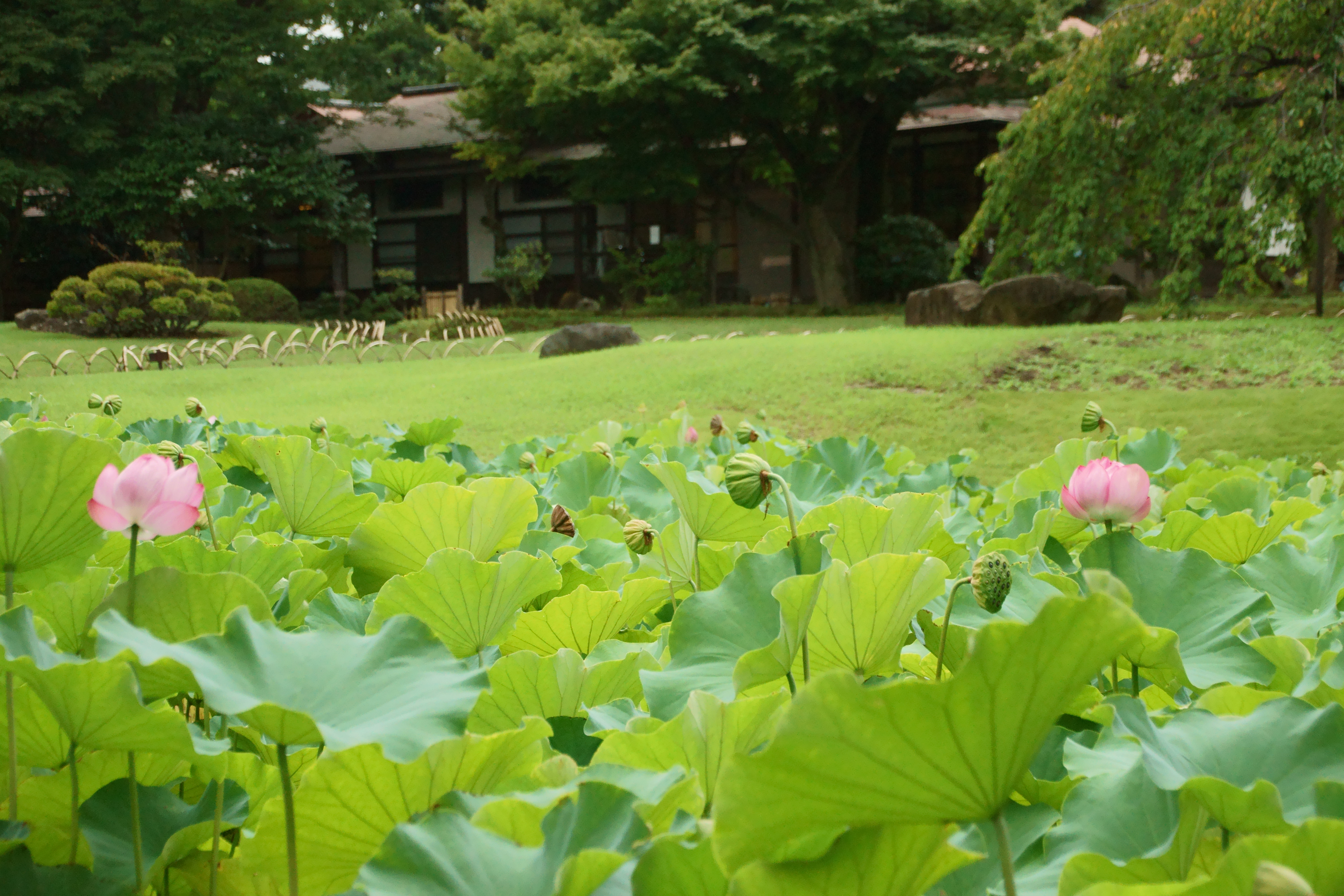 8月の蓮田と涵徳亭