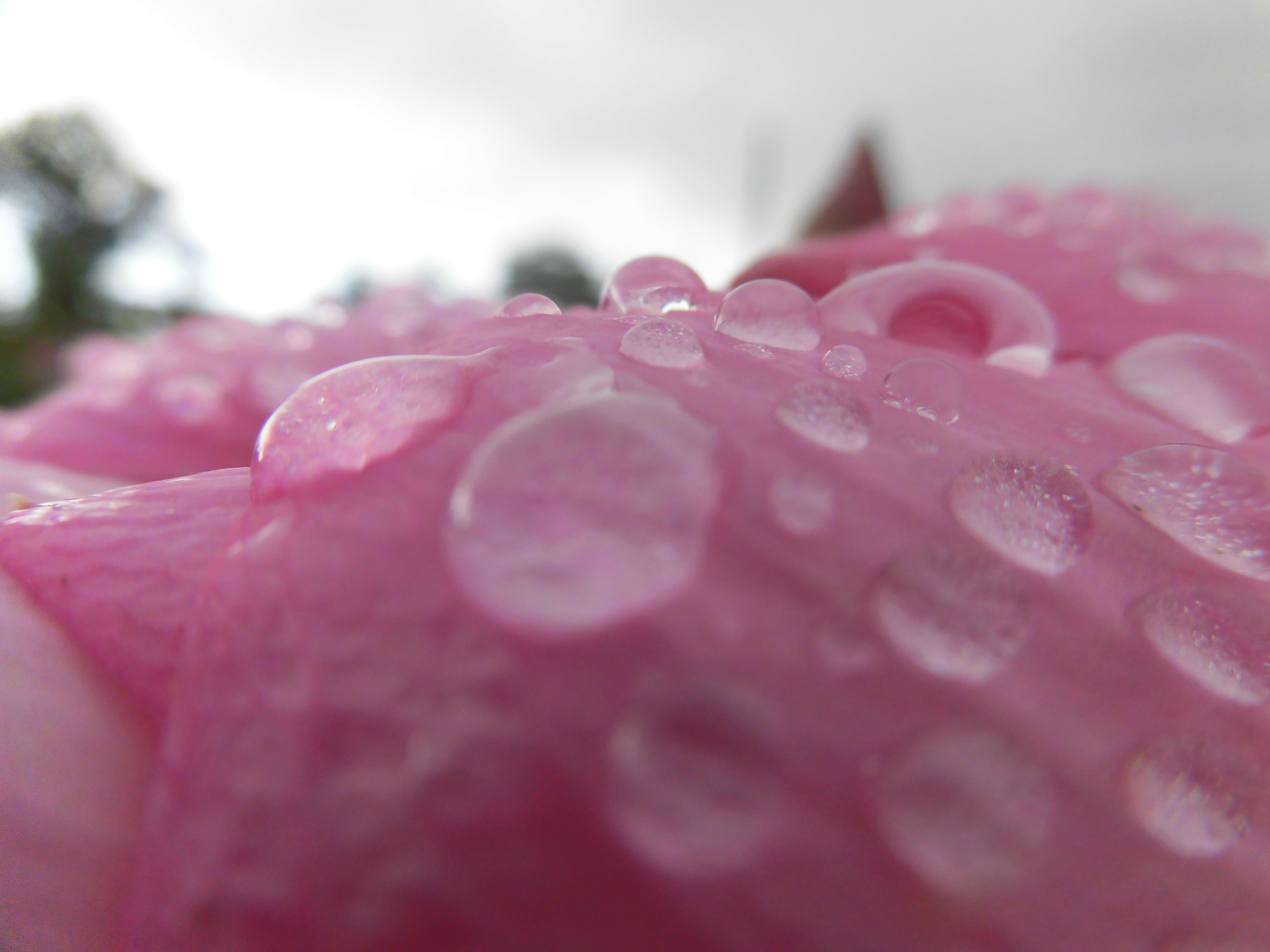 雨の後蓮の花弁雫