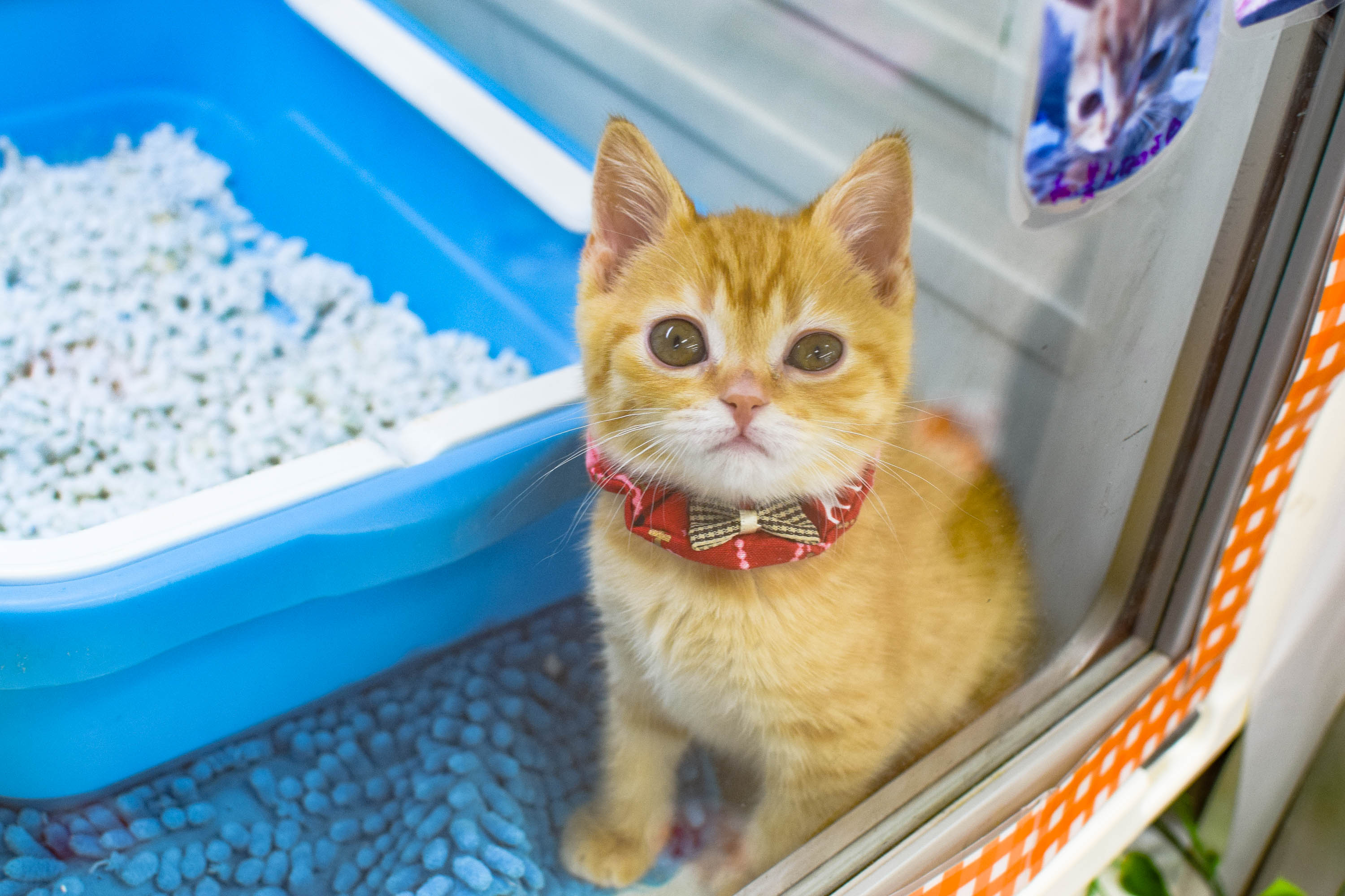 CUTiE CAT