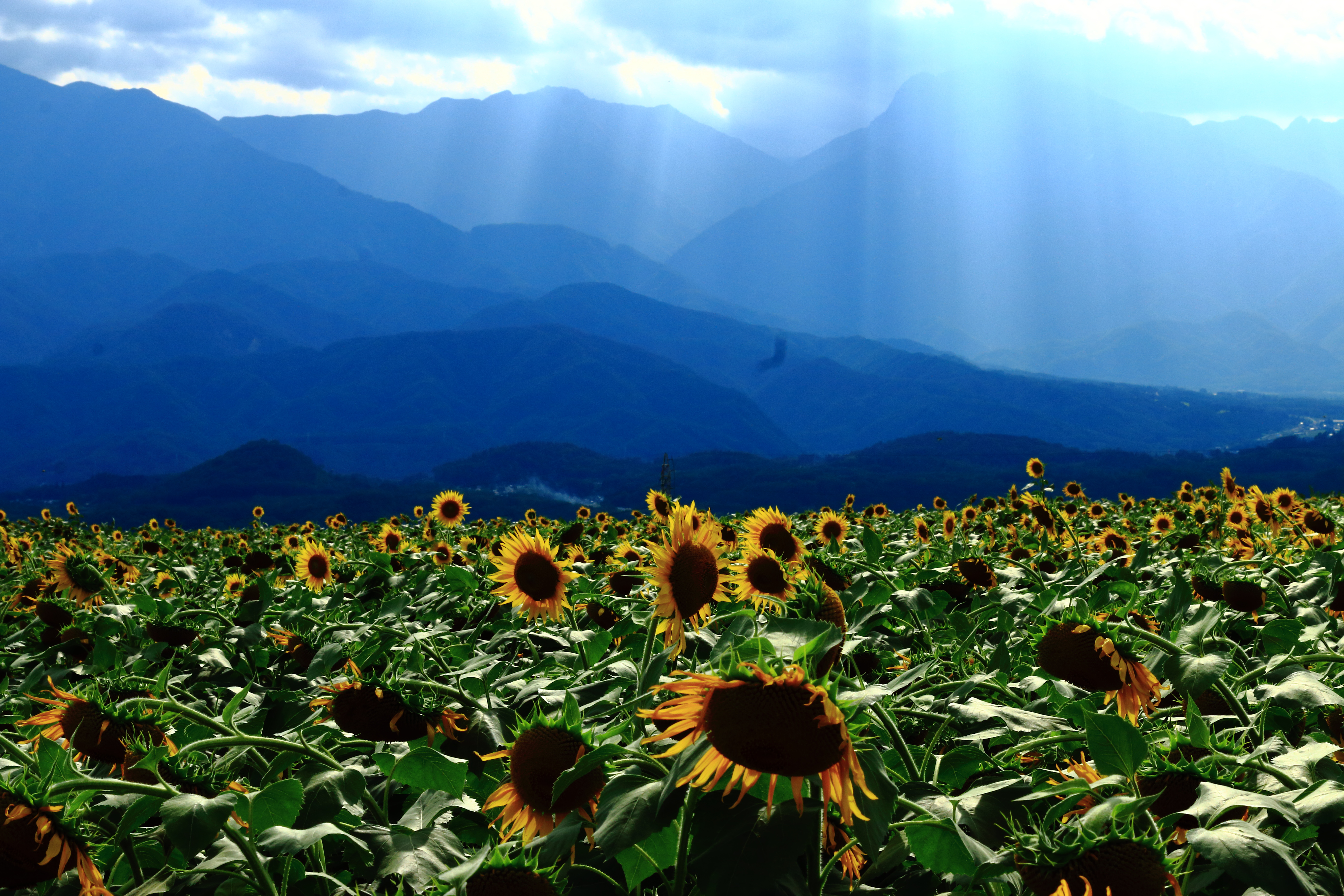 夏の果て