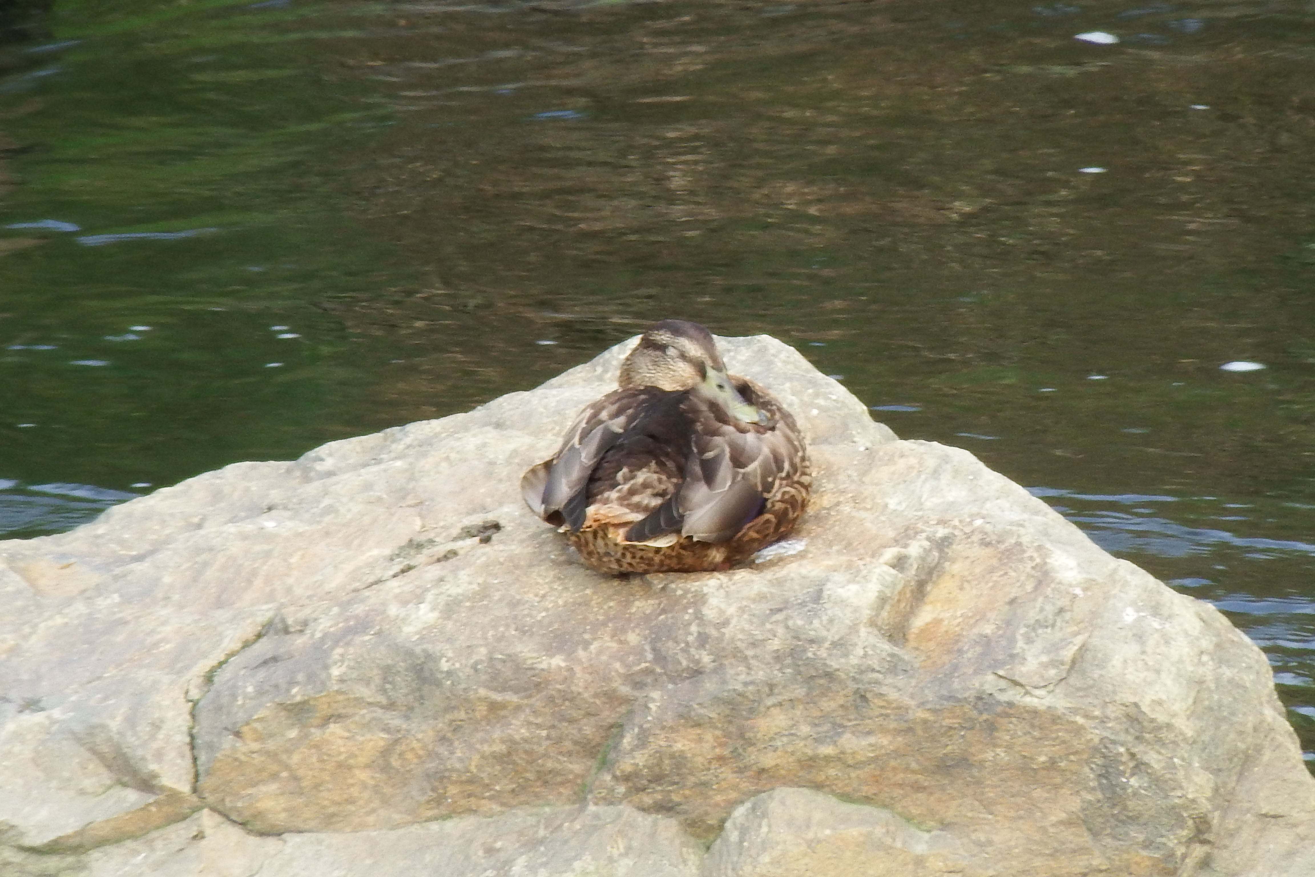カルガモさんのお昼寝 Zzzz~