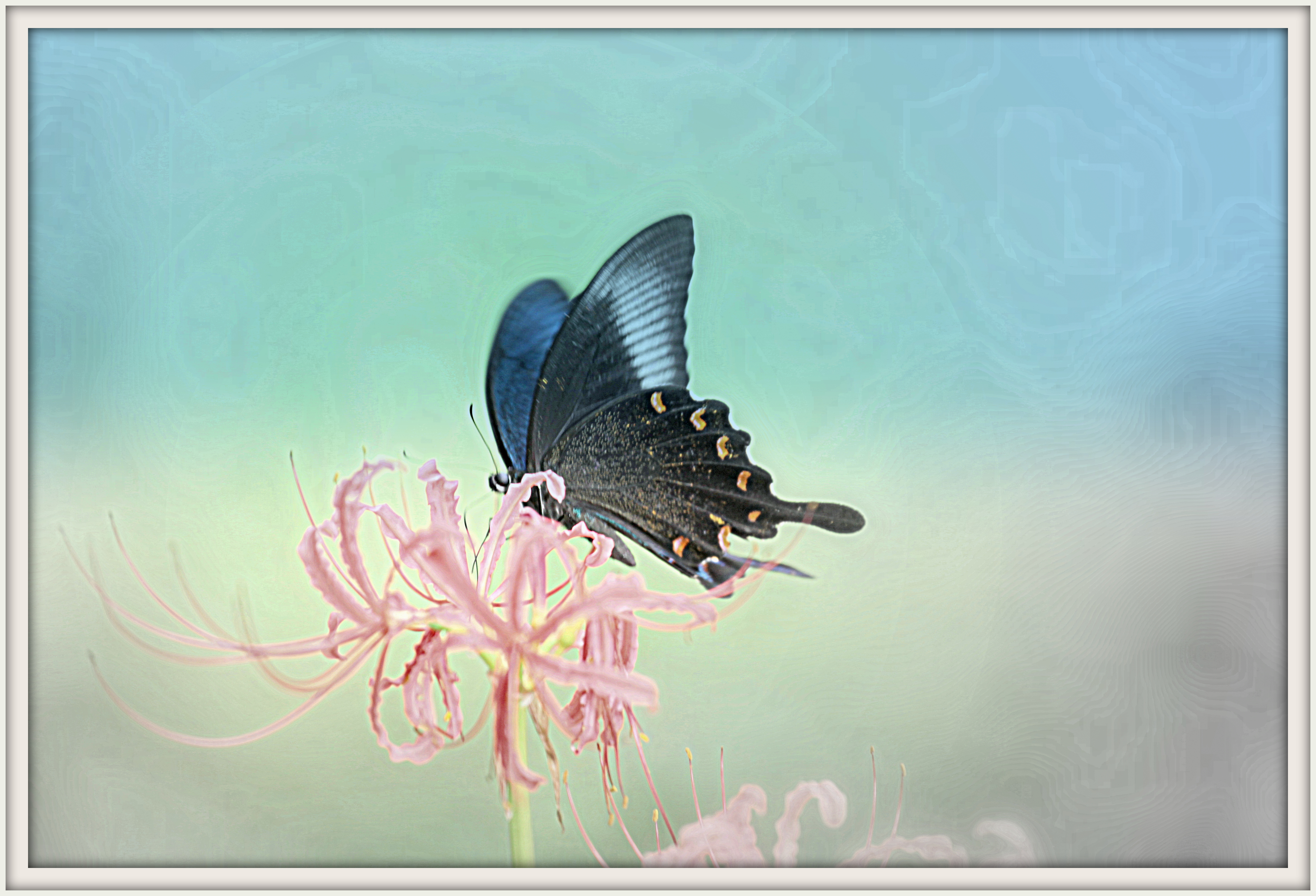 創作「長月蝶花」