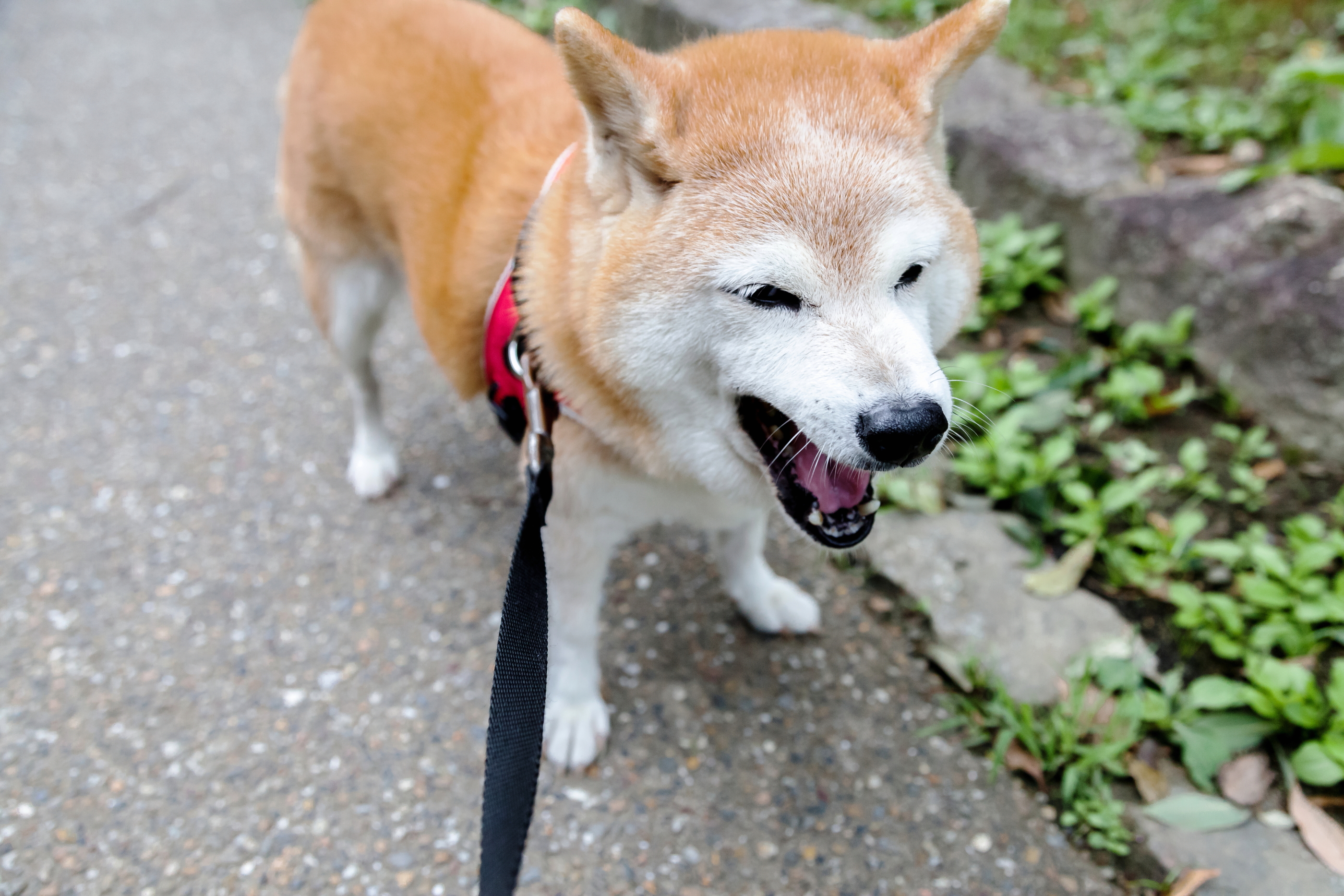 わたくし、頑張っております♪